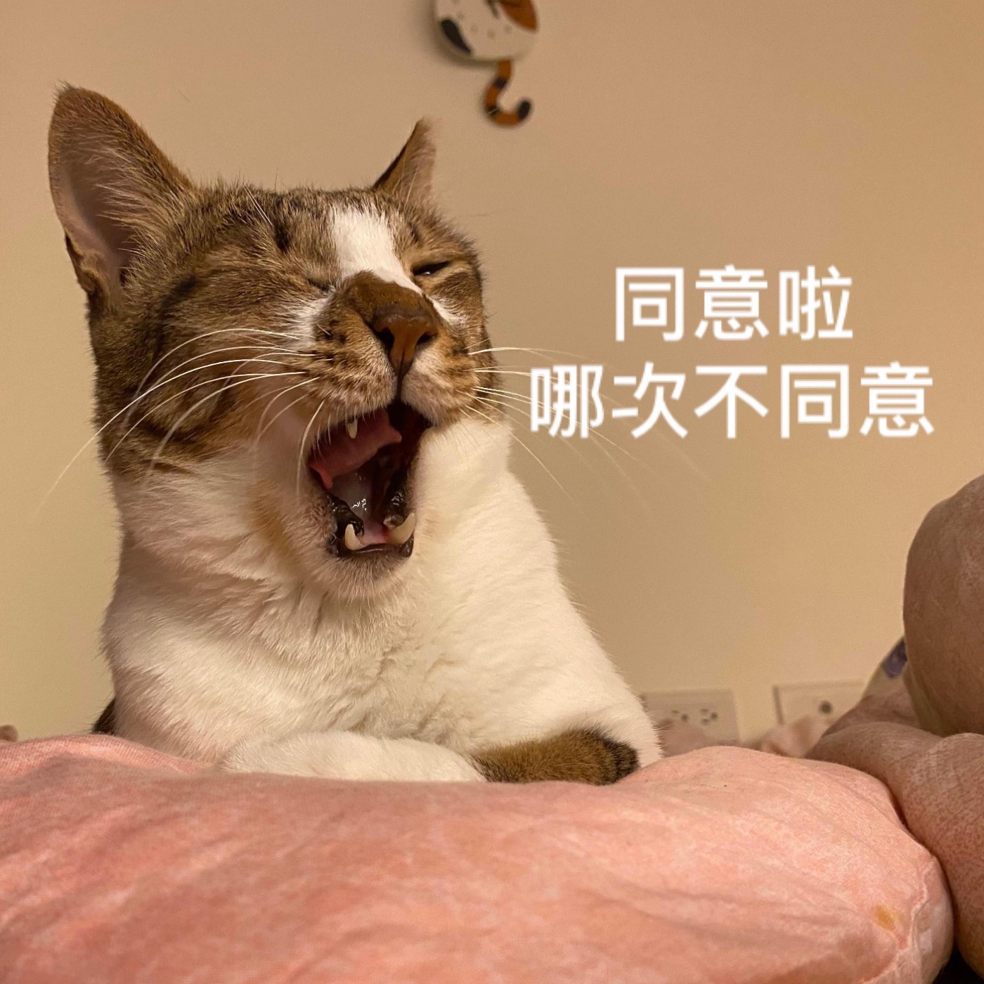 【新聞回顧】泰國竟有哈姆太郎學運?!芃芃願意為了日薪三千塊當國民法官嗎😏