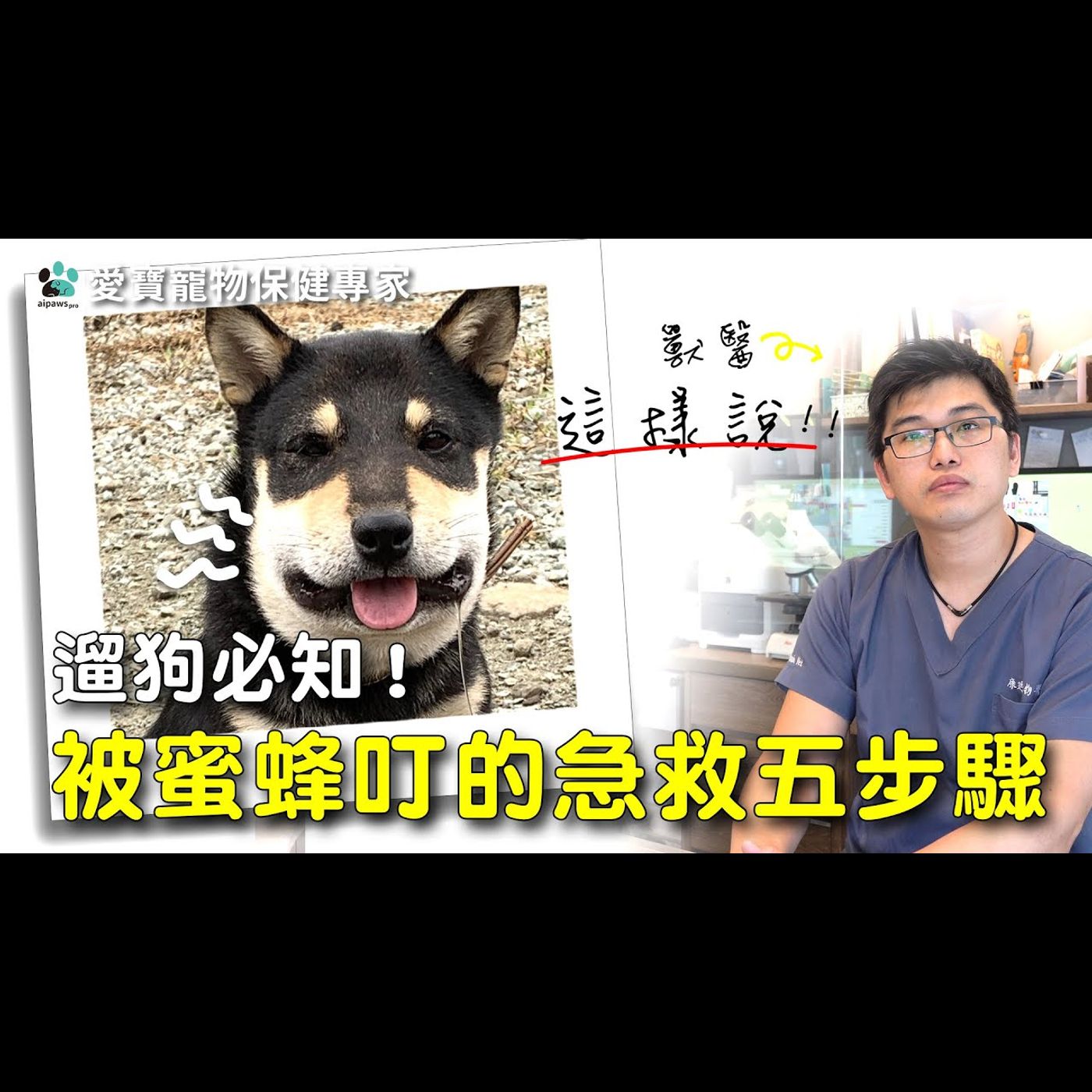 【獸醫這樣說】遛狗必知!被蜜蜂叮的急救五步驟!│愛寶寵新知 AIPAWs X 保健知識家