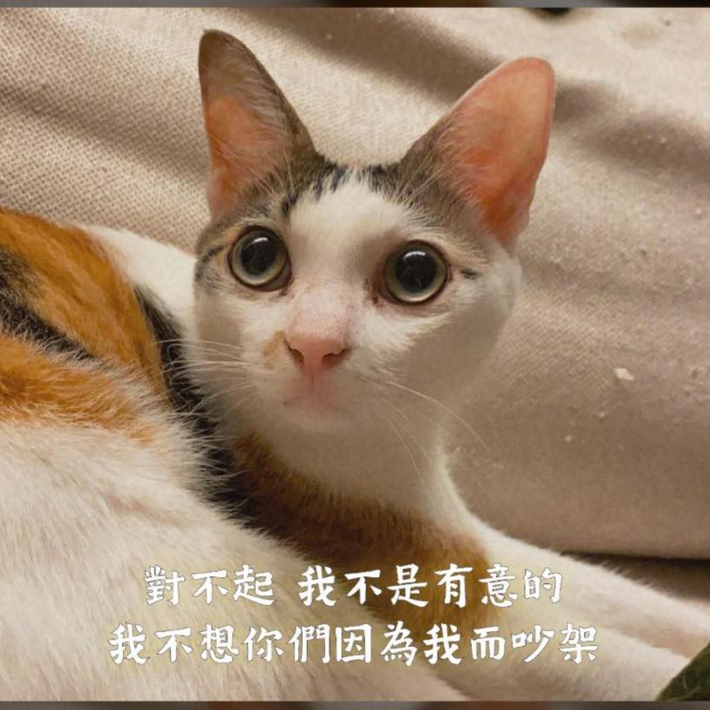 【新聞回顧】白俄羅斯家庭主婦代夫出征選總統、黎巴嫩爆炸、俄羅斯邊收錢邊實驗疫苗?