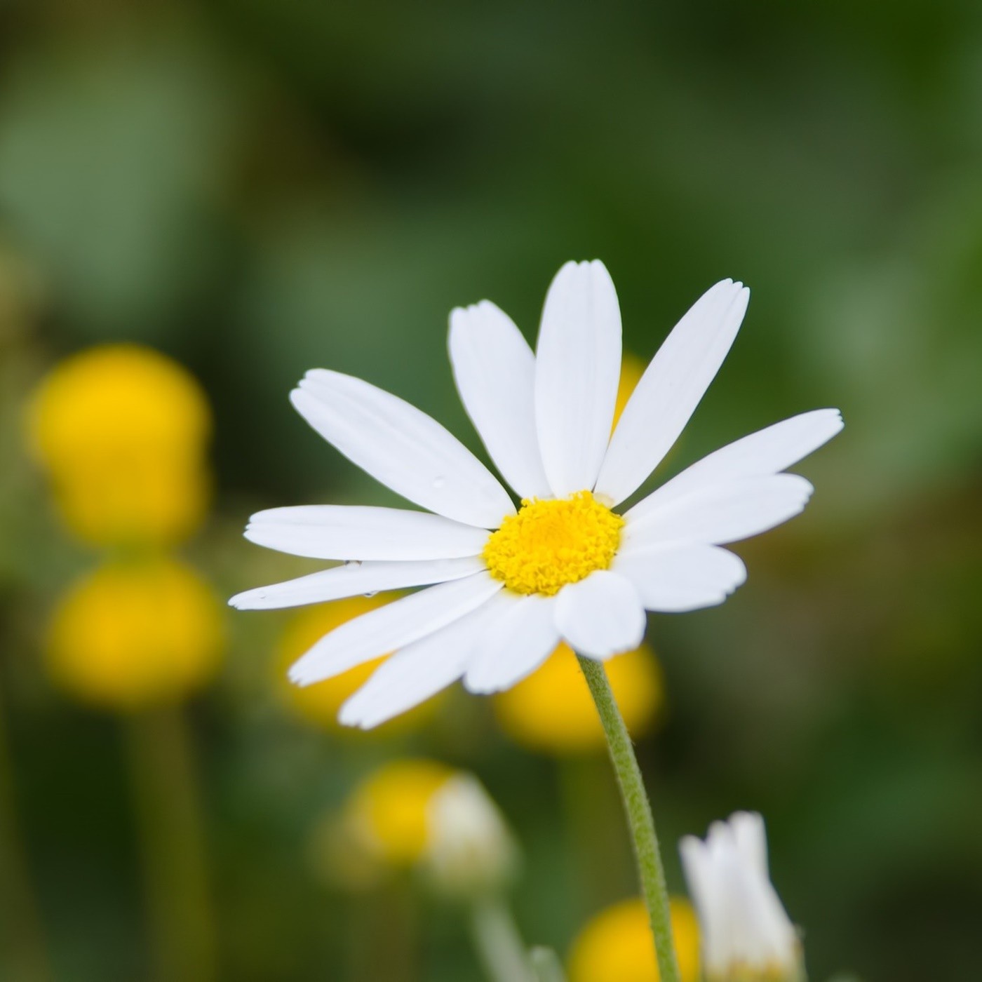 菊花菊花幾月開