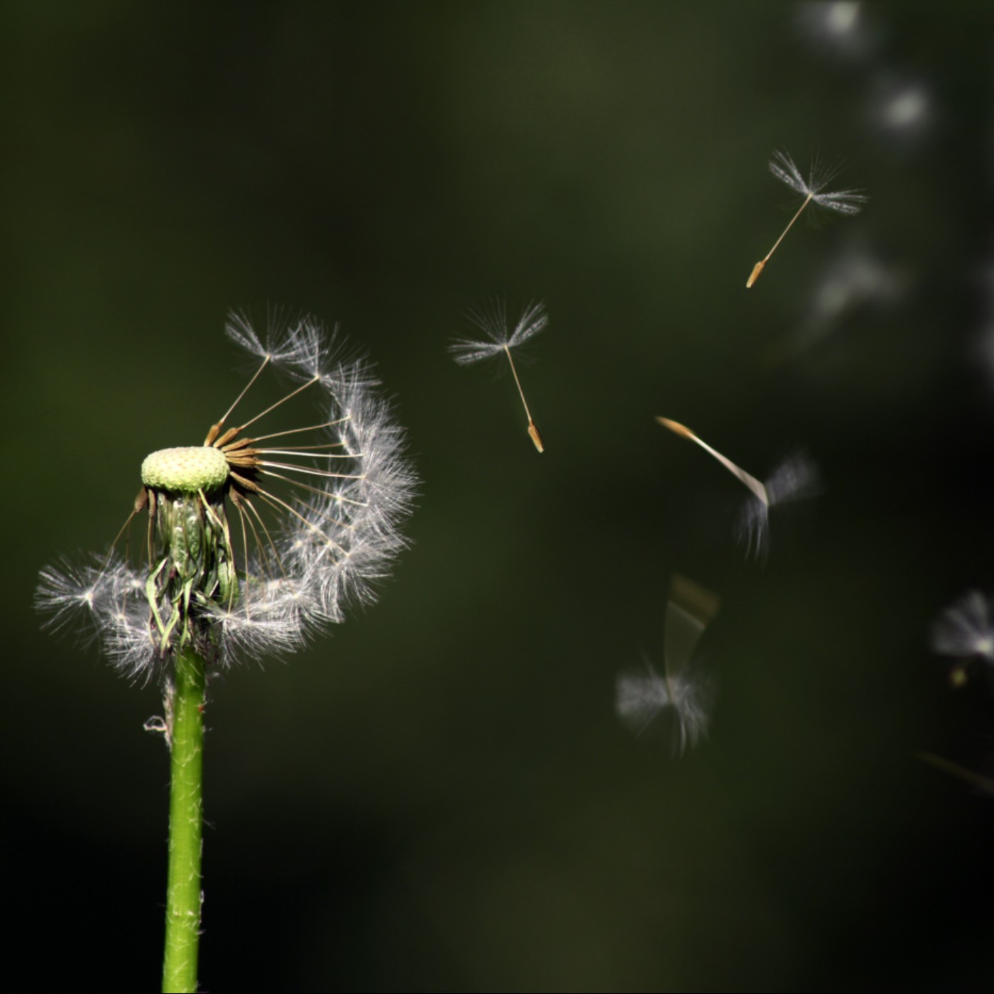 一粒種子一片天