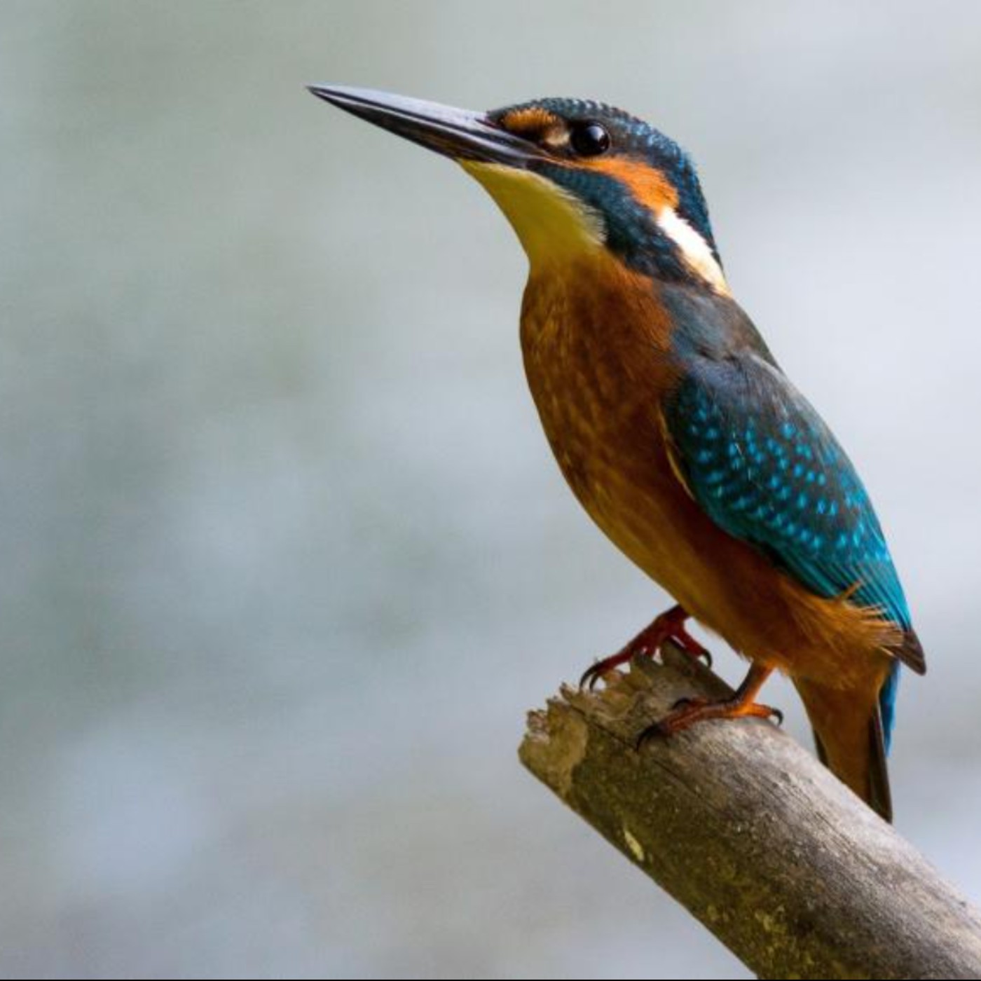 珍．羅伯茲詩選〉思緒鳥之歌