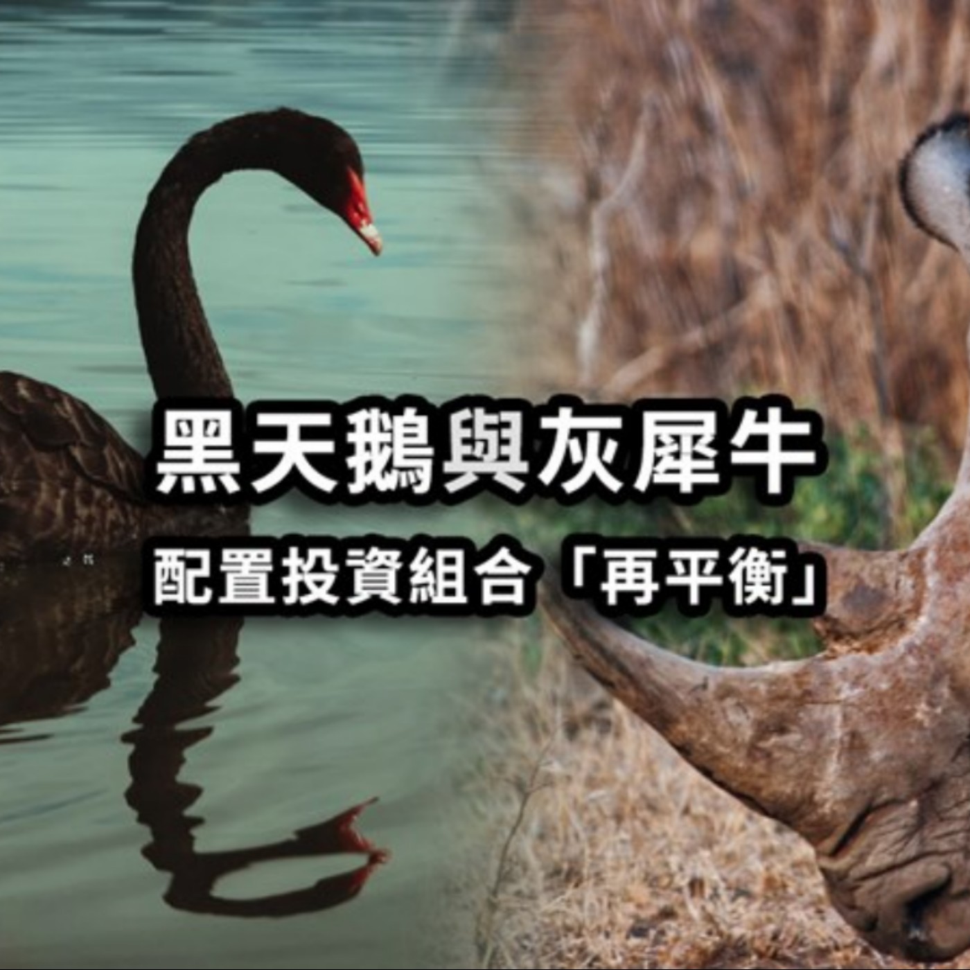 [#13] 投資入門 | 黑天鵝與灰犀牛——配置投資組合，「再平衡」降低風險 episode artwork