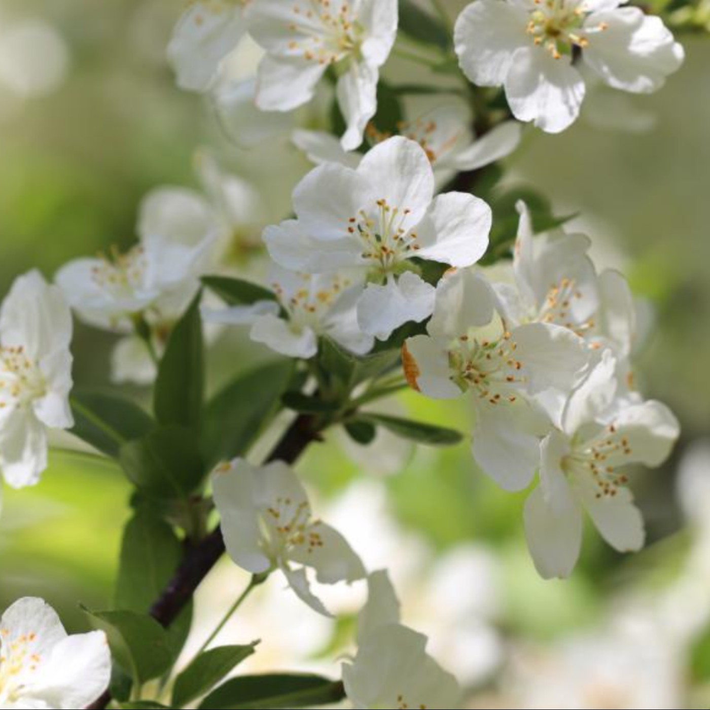 珍．羅伯茲詩選〉梨樹之歌