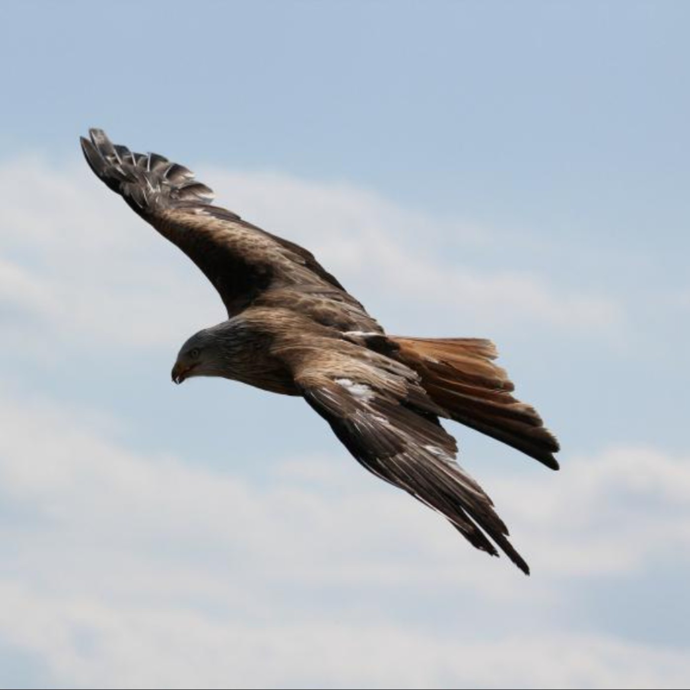珍．羅伯茲詩選〉帶著羽翼