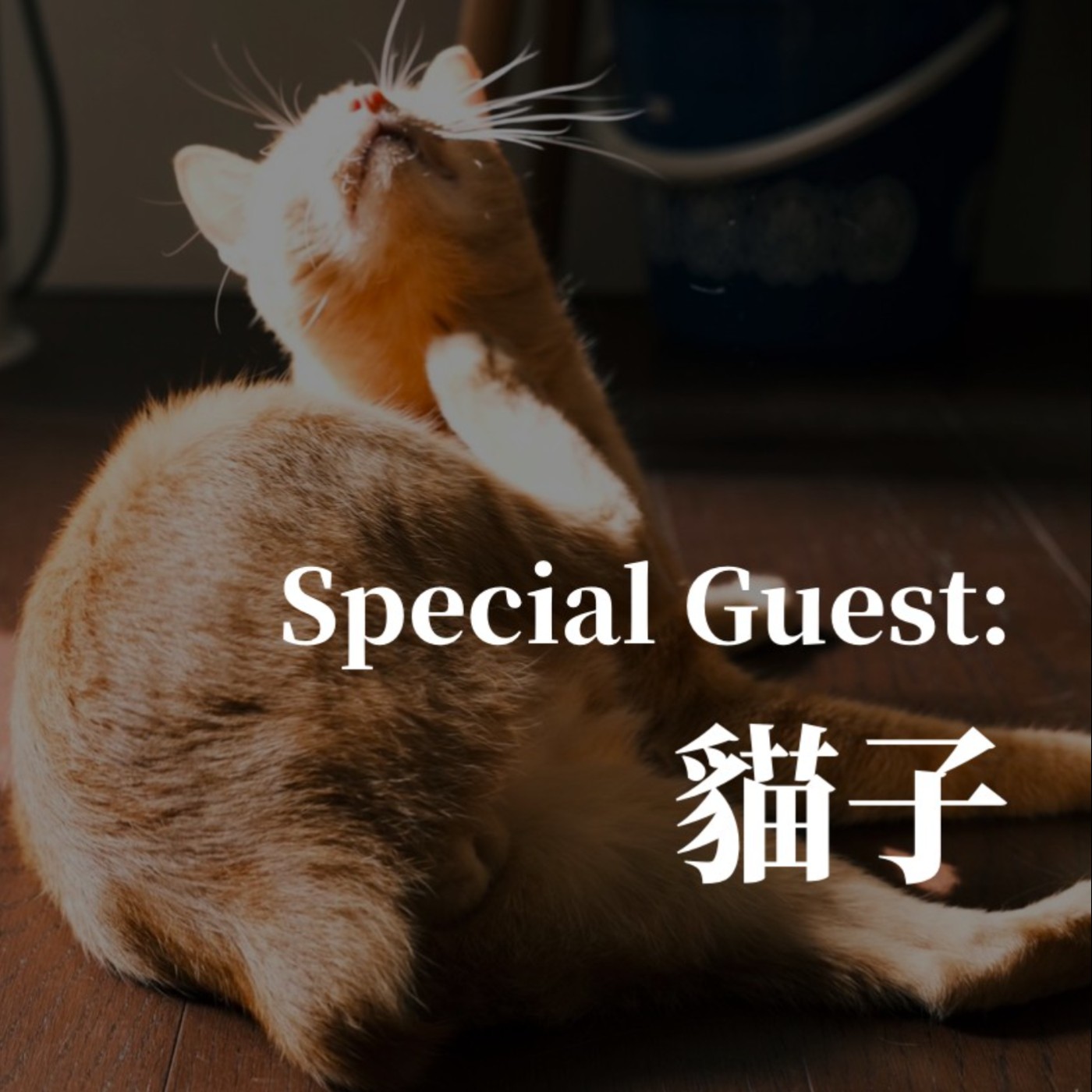來賓聊聊｜動物溝通 episode artwork
