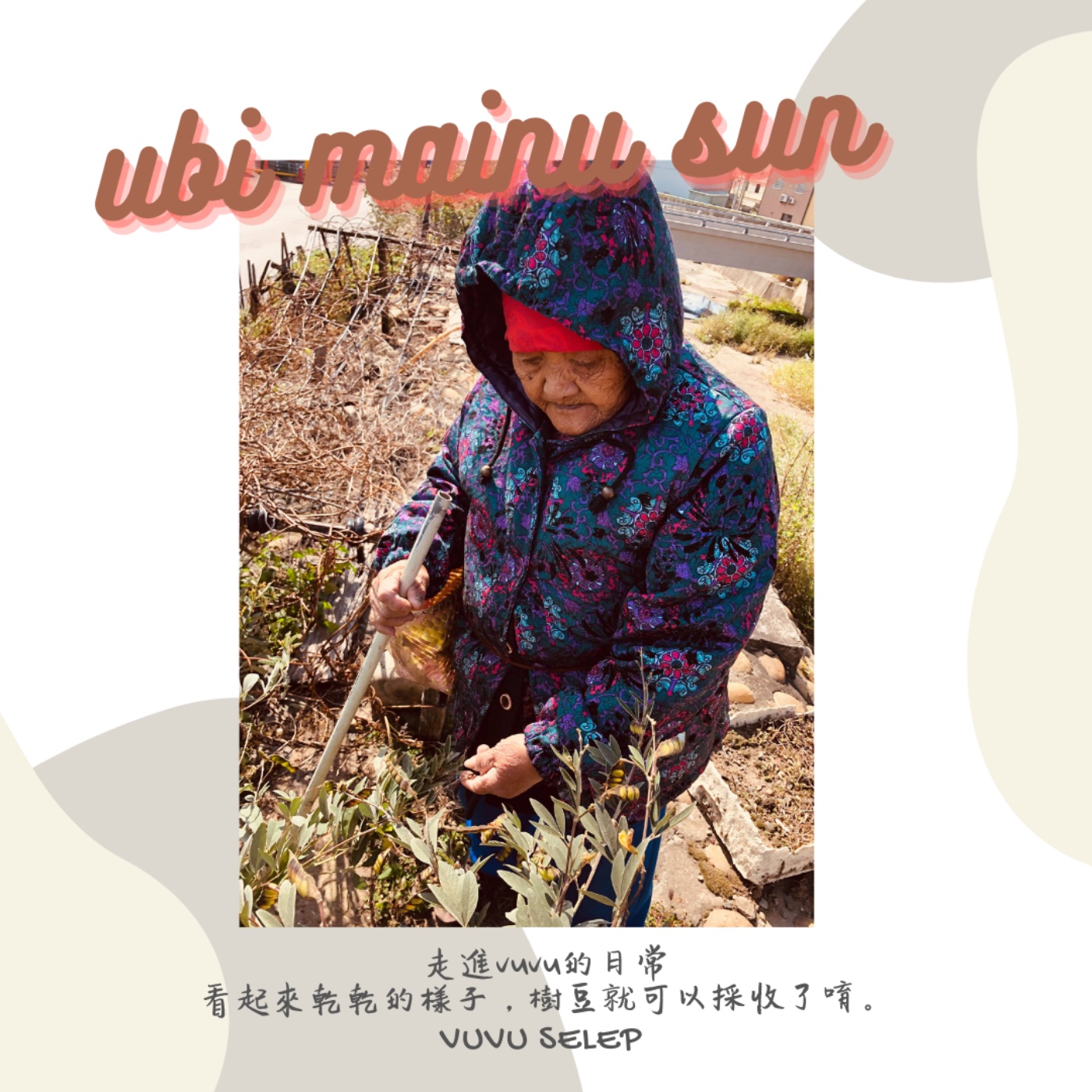 |ubi mainu sun|Ep3 走進vuvu的日常,跟著ubi vuvu selep採樹豆去