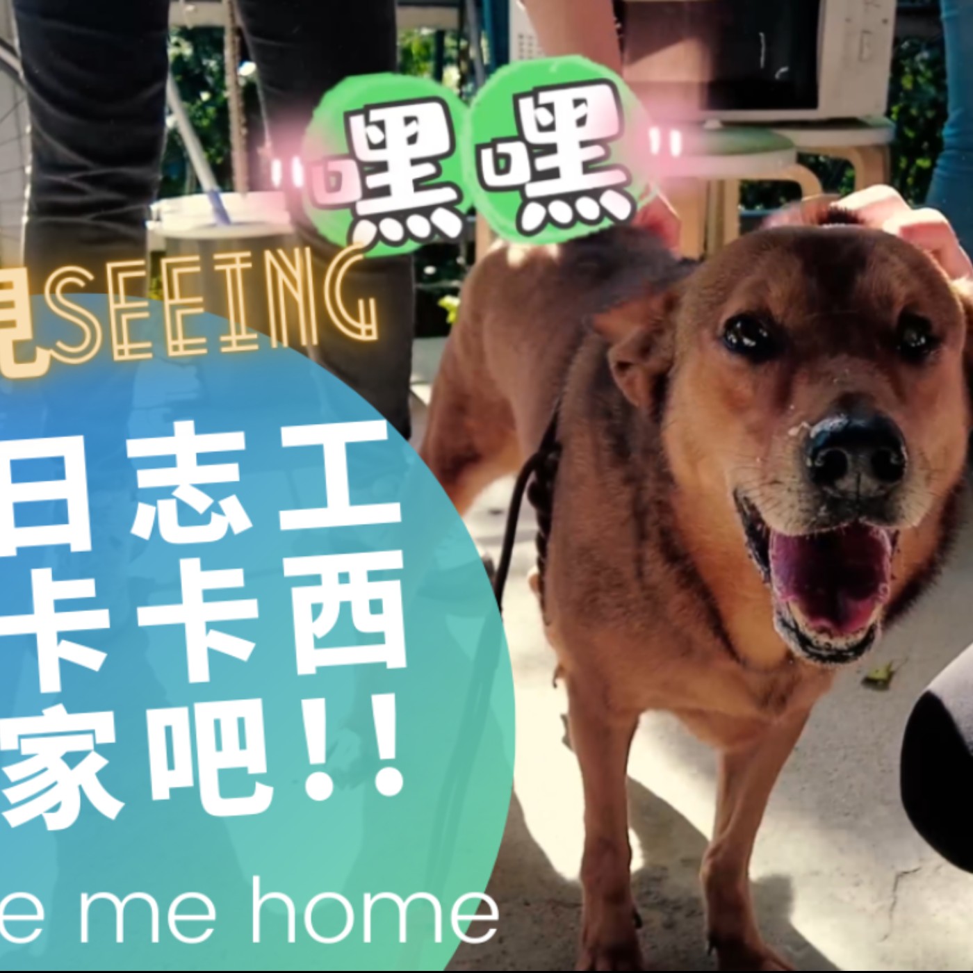 【Barry Show】 EP40本集有影片 - 五股動物收容所遇見血輪眼の卡卡西!!  - 本集由挺挺動物贊助抽獎活動