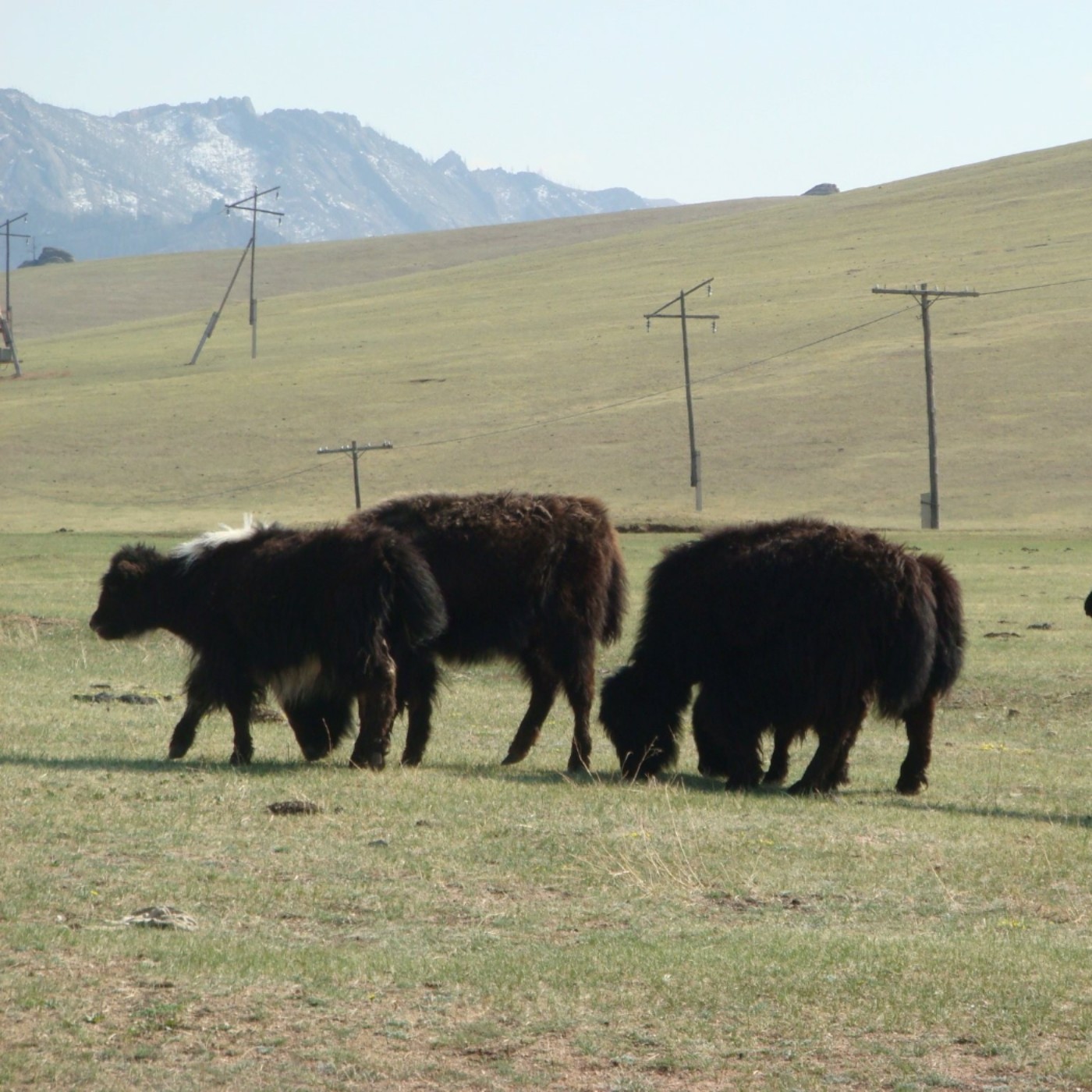 cover of episode Nomad history story(3) Mongolic language group tribes