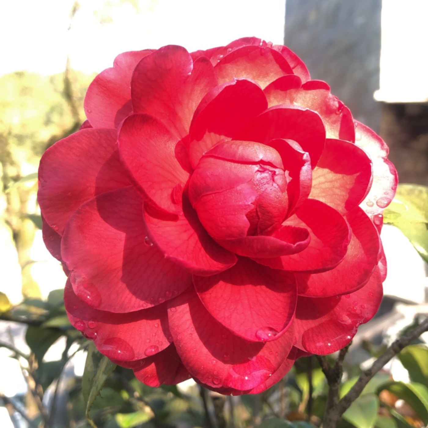 cover of episode 分辨一下永生花＆乾燥花