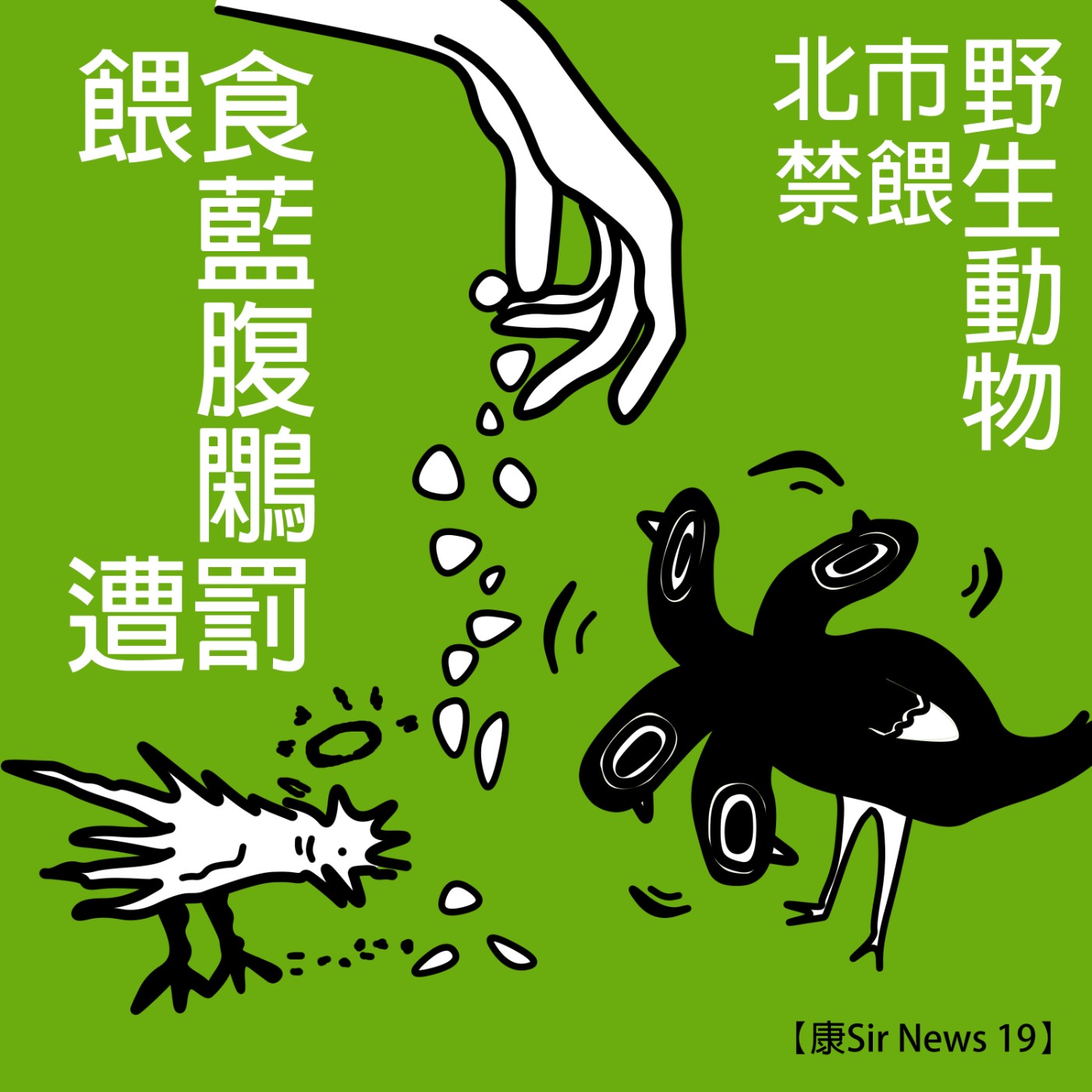 【康Sir News 19】 北市禁餵野生動物×餵食藍腹鷴遭罰 episode artwork