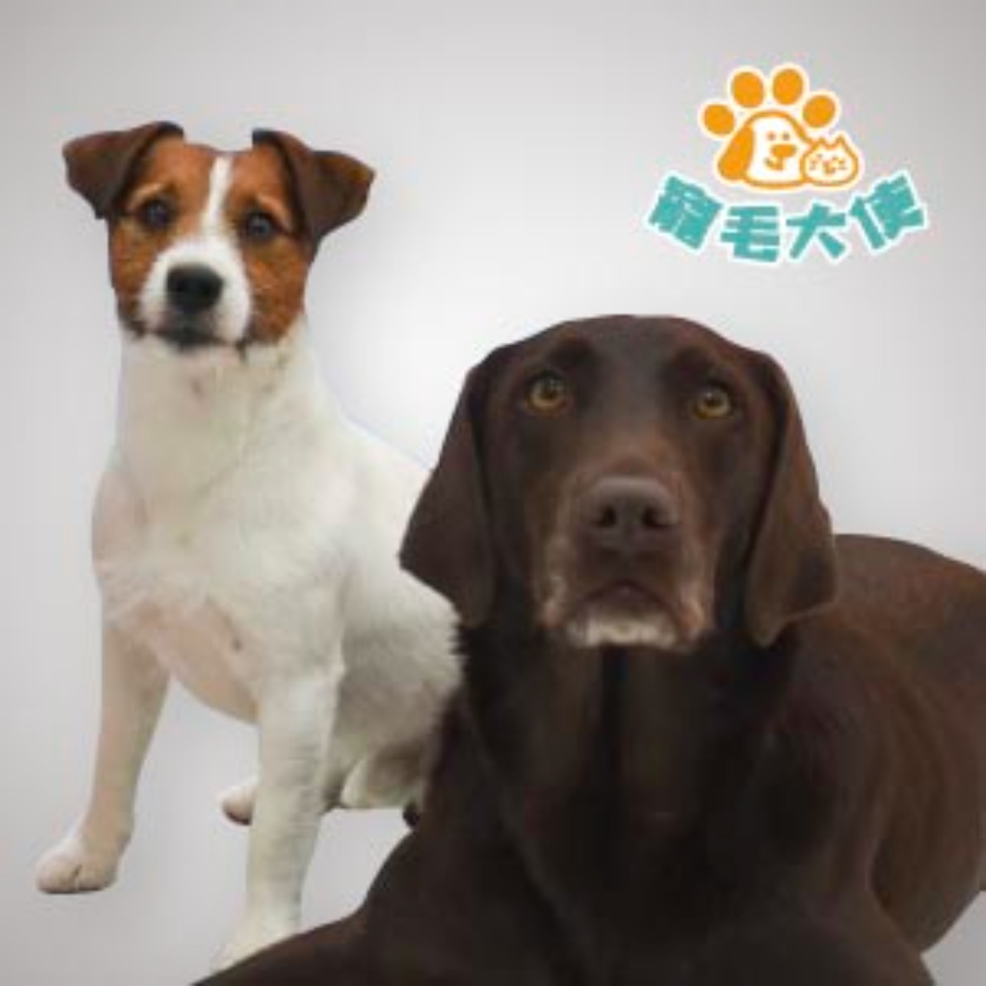 【寵毛大使 EP.5】搜救犬協助太魯閣號救援　隊員：牠們是無名小英雄