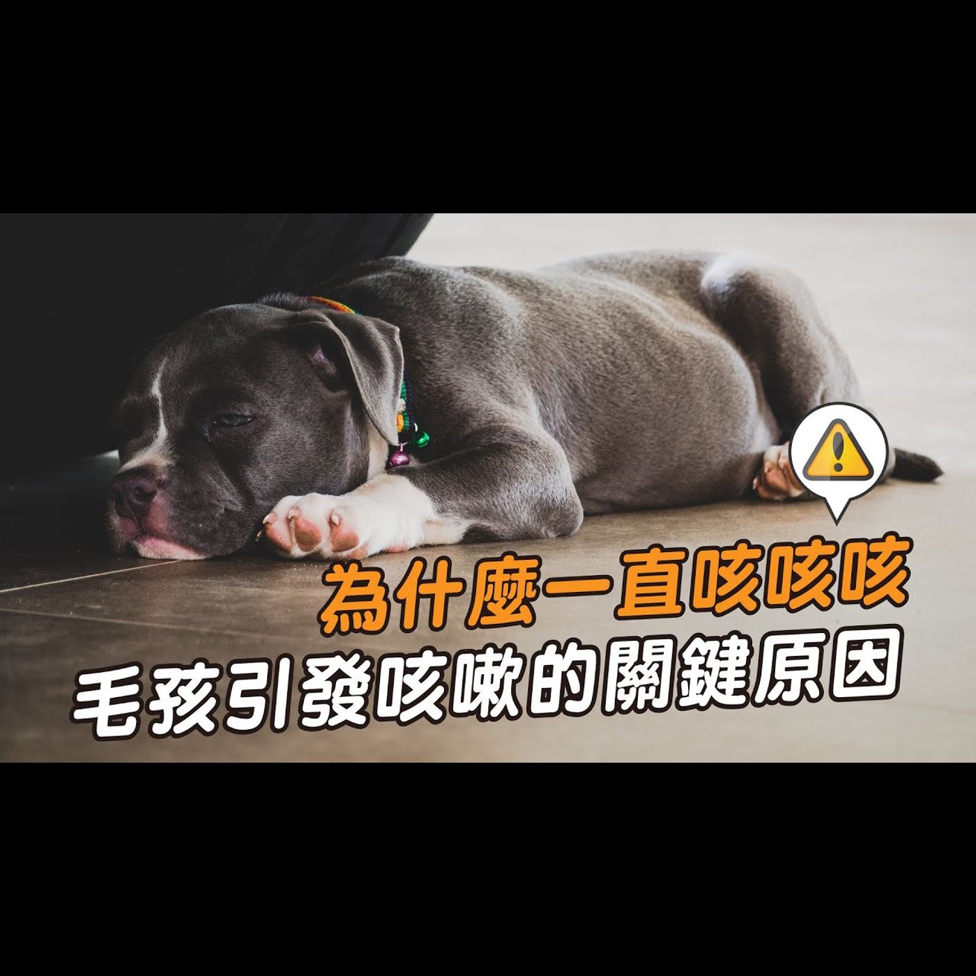 【獸醫這樣說🧐】毛孩也有慢性咳嗽?🤔咳嗽原因大解析│愛寶寵新知 AIPAWs X 保健知識家