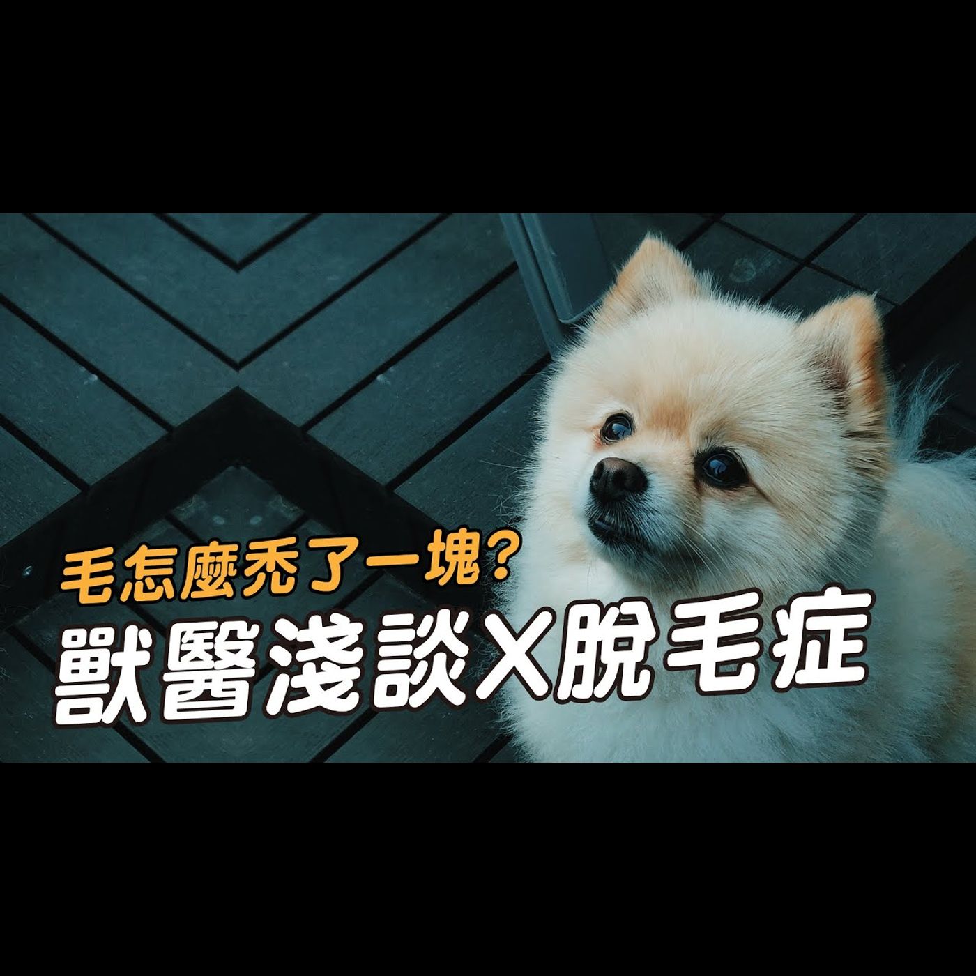 【獸醫這樣說🧐】狗狗的毛禿了一塊🤔什麼是X脫毛症?│愛寶寵新知 AIPAWs X 保健知識家
