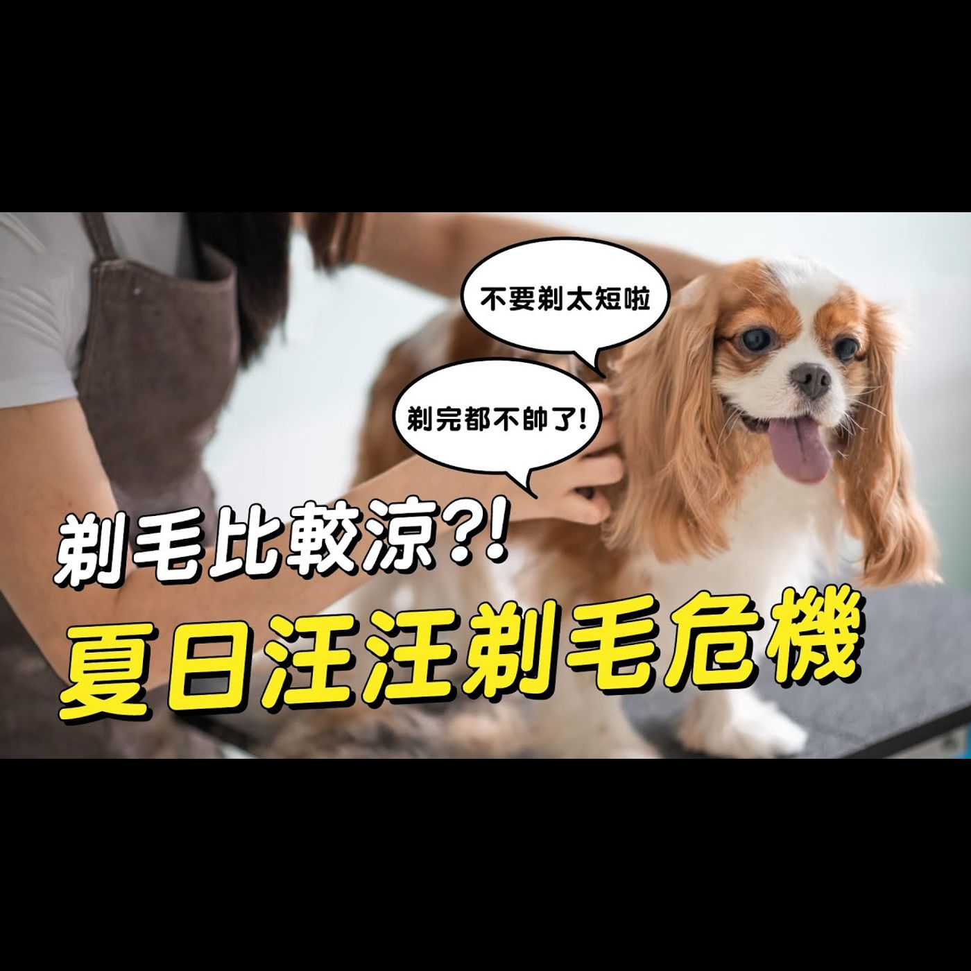 【獸醫這樣說🧐】剃毛比較涼?!🤔夏日狗狗剃毛危機│愛寶寵新知 AIPAWs X 保健知識家