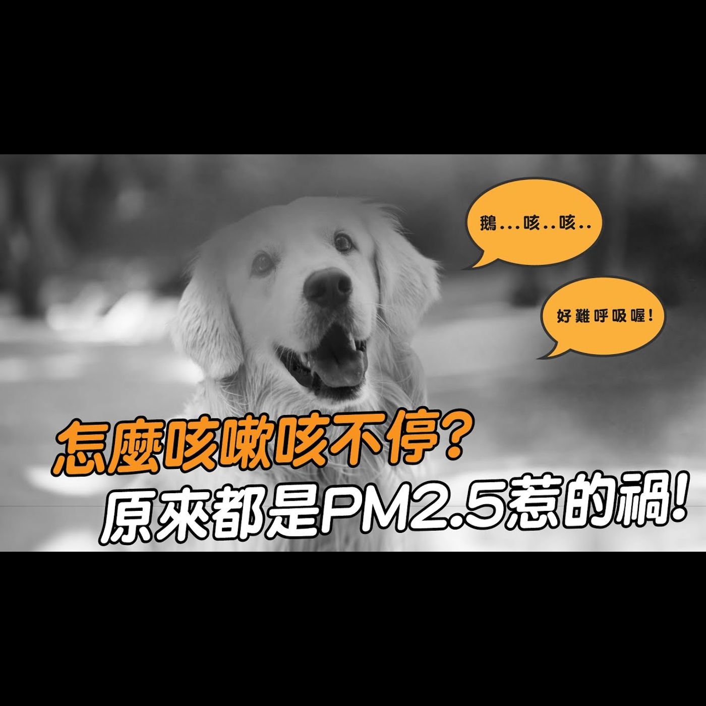 【獸醫這樣說🧐】怎麼咳嗽咳不停💨都是PM2.5惹的禍│愛寶寵新知 AIPAWs X 保健知識家