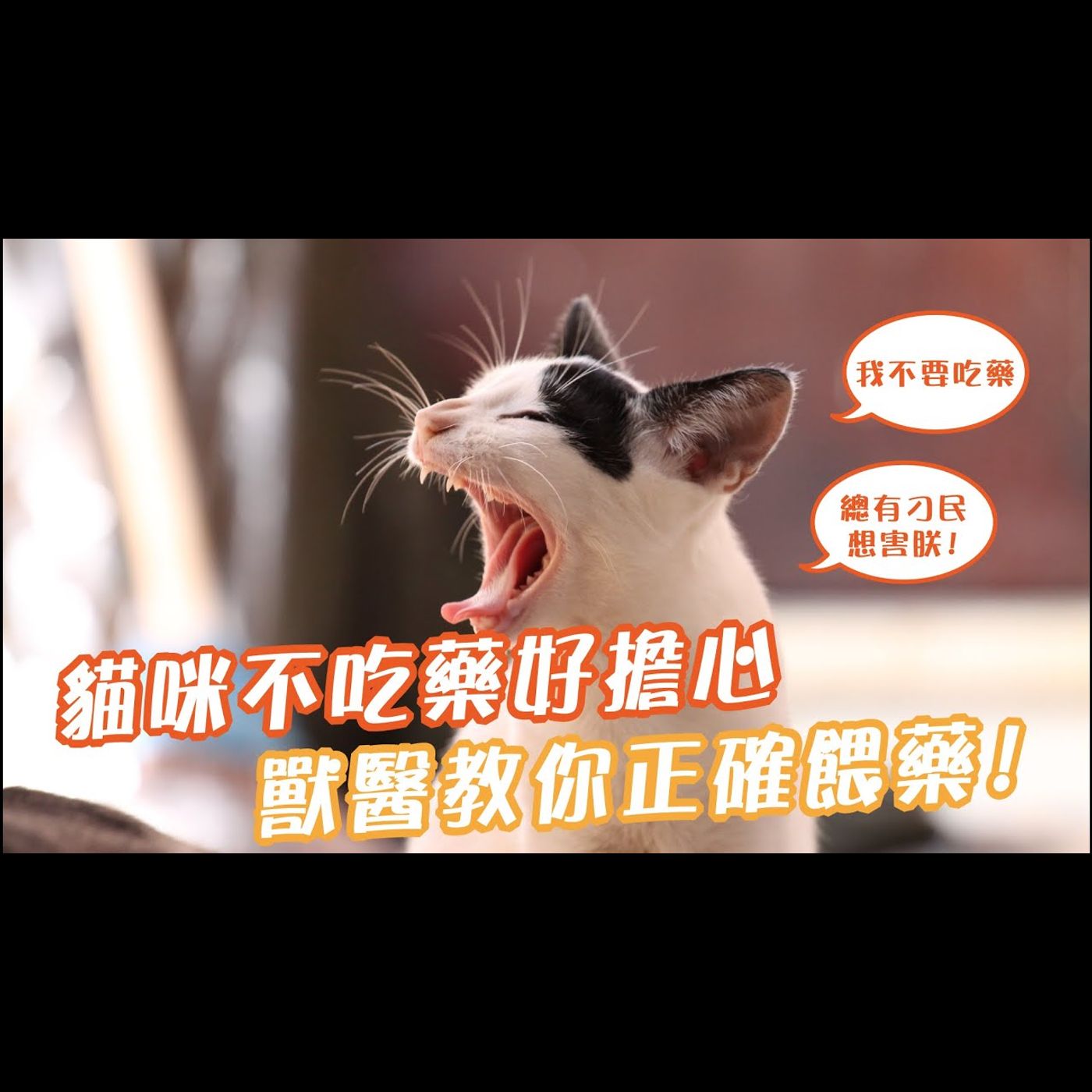 【獸醫這樣說🧐】貓貓不吃藥好頭痛🤯該怎麼餵貓咪吃藥?│愛寶寵新知 AIPAWs X 保健知識家