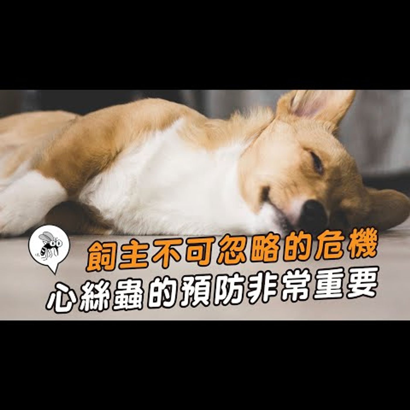 【獸醫這樣說🧐】飼主不可忽略的危機🔺心絲蟲的預防│愛寶寵新知 AIPAWs X 保健知識家