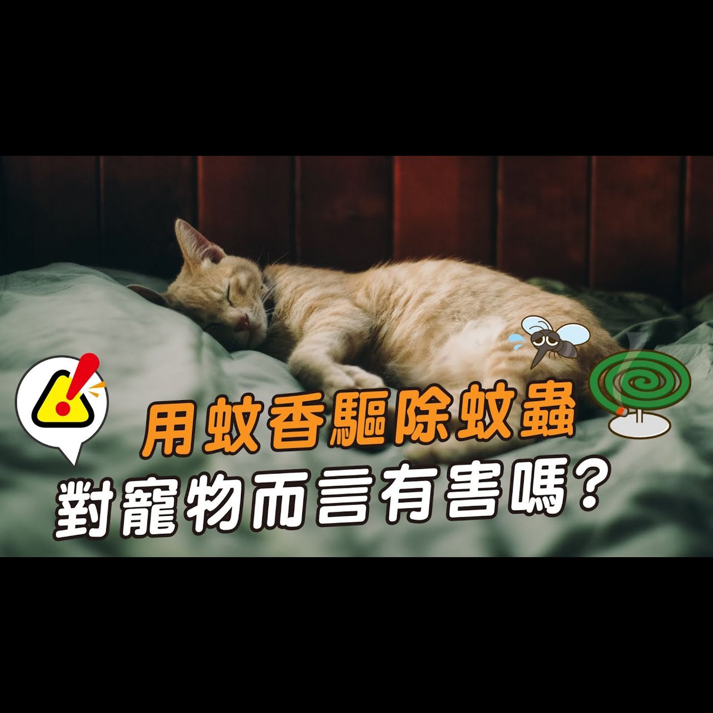 【獸醫這樣說🧐】用蚊香驅蟲🐝對寵物而言有害嗎│愛寶寵新知 AIPAWs X 保健知識家