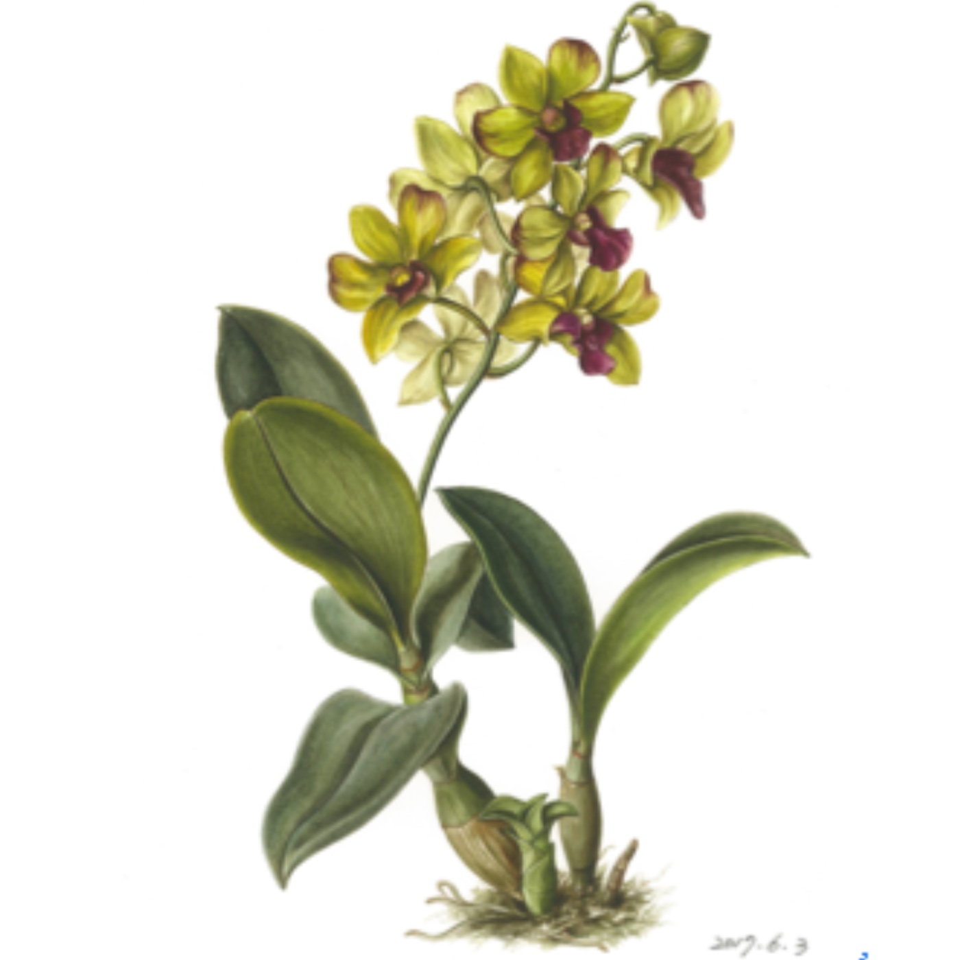 從璨樹談用植物命名的颱風 / 聽植物戀人的絮語 episode artwork