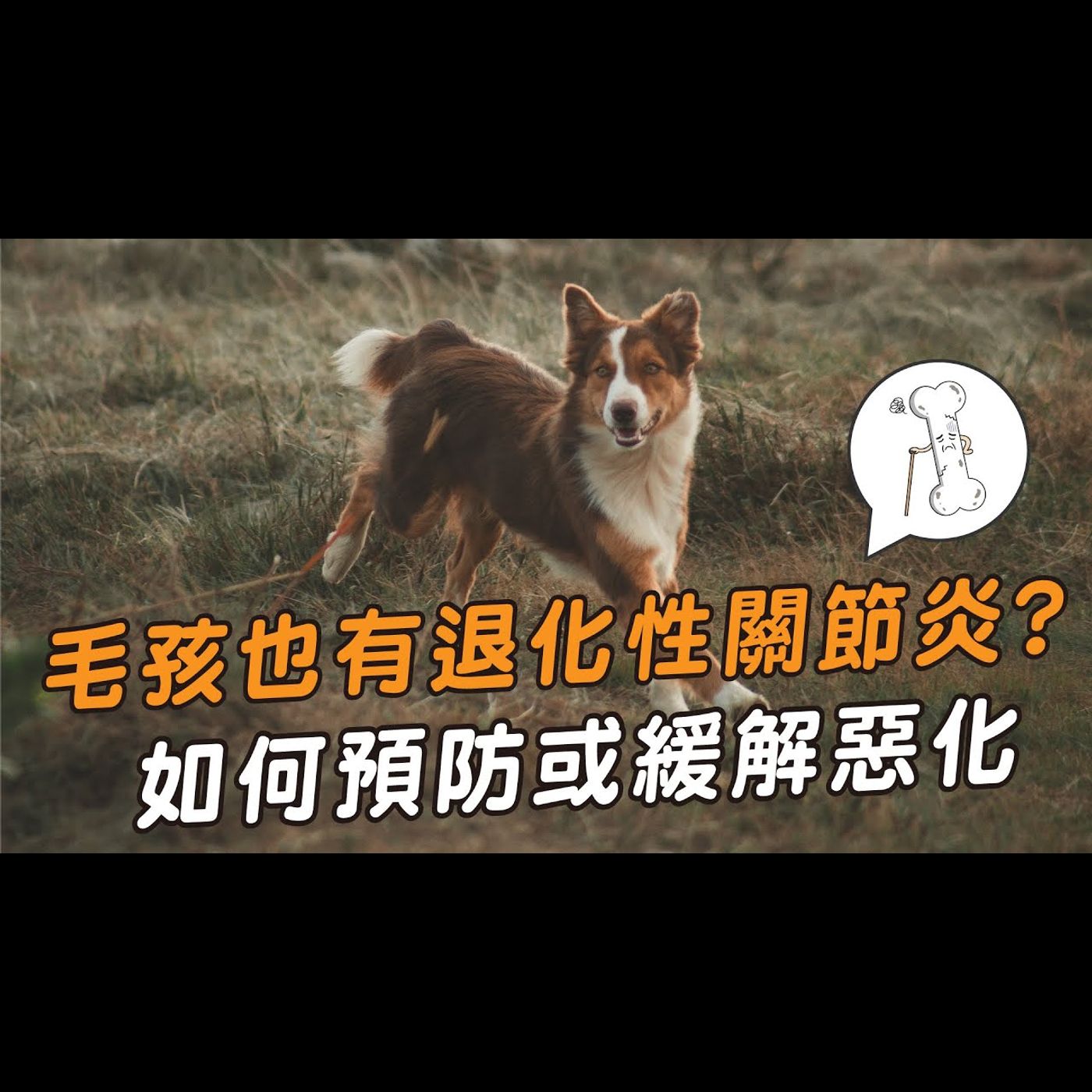 【獸醫這樣說🧐】預防毛孩退化性關節炎的3種方法🦴│愛寶寵新知 AIPAWs X 保健知識家
