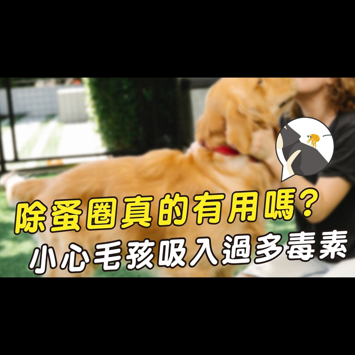 【獸醫這樣說🧐】買了除蚤圈就能一勞永逸嗎🦗│愛寶寵新知 AIPAWs X 保健知識家