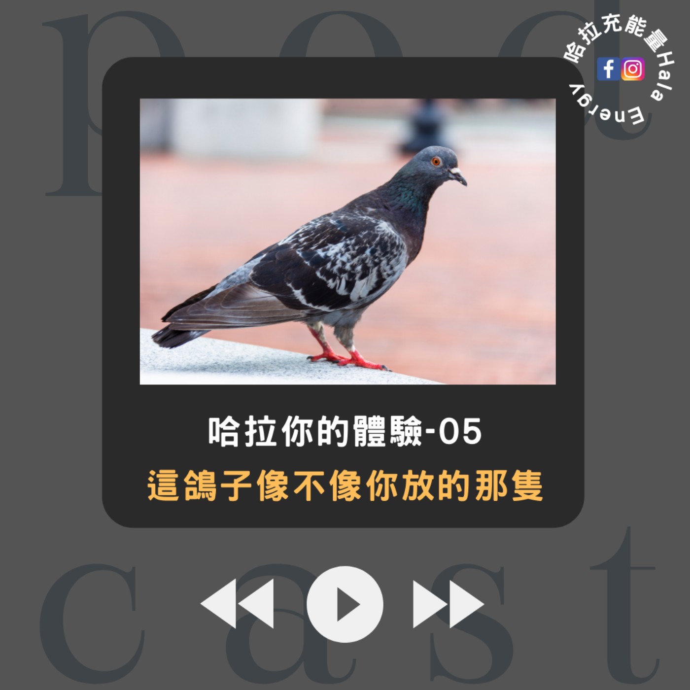 哈拉你的體驗05-這鴿子像不像你放的那隻?