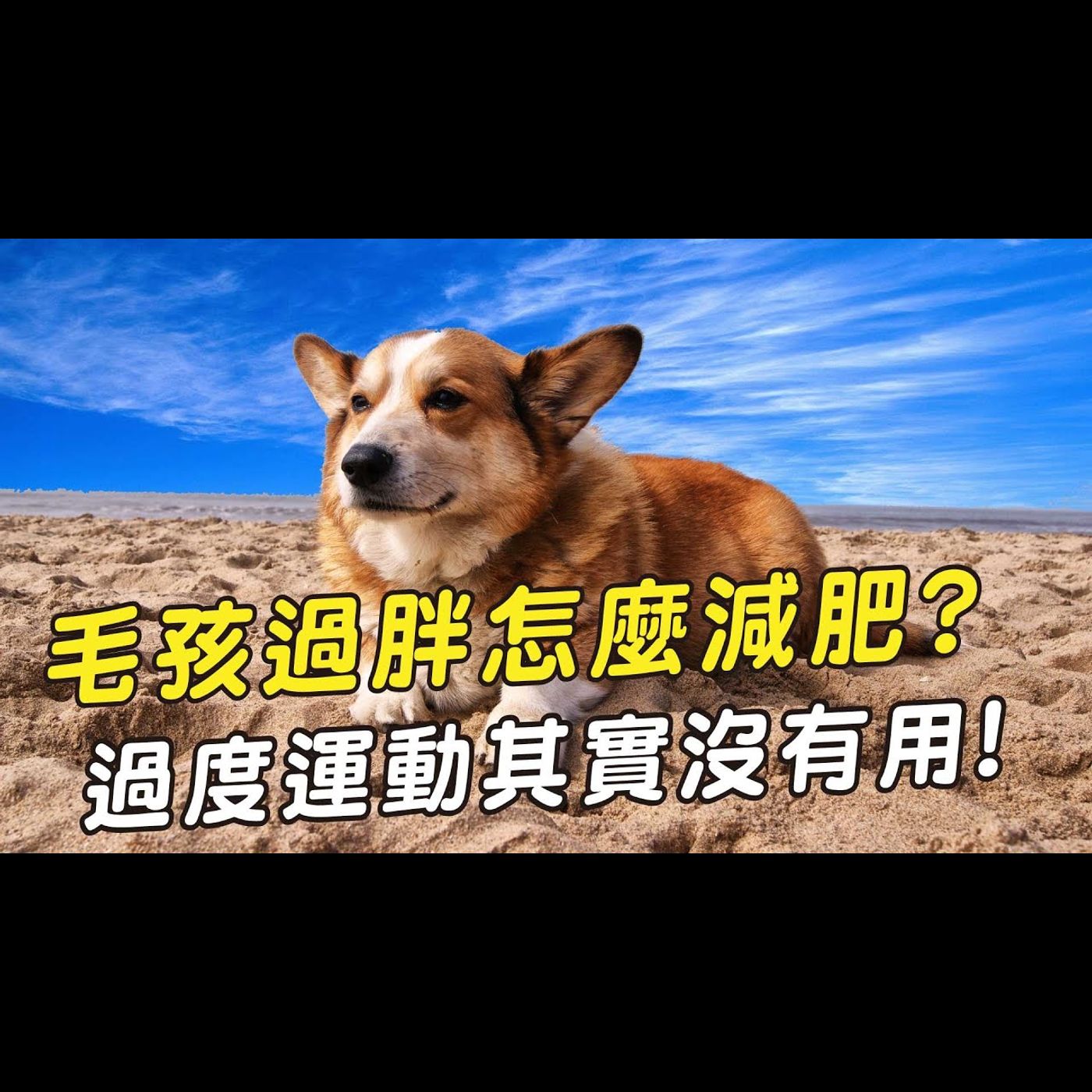 【獸醫這樣說🧐】毛孩減肥飲食是關鍵│愛寶寵新知 AIPAWs X 保健知識家
