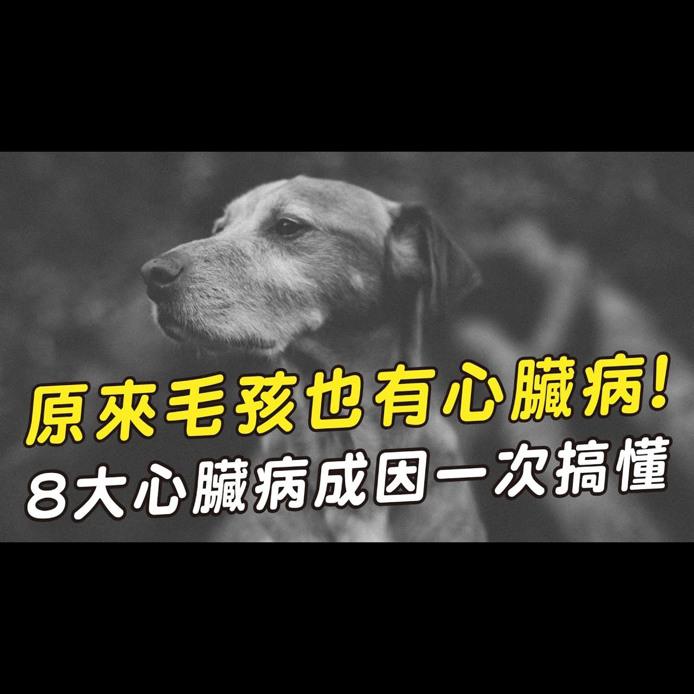 【獸醫這樣說🧐】8個毛孩心臟病的成因│愛寶寵新知 AIPAWs X 保健知識家
