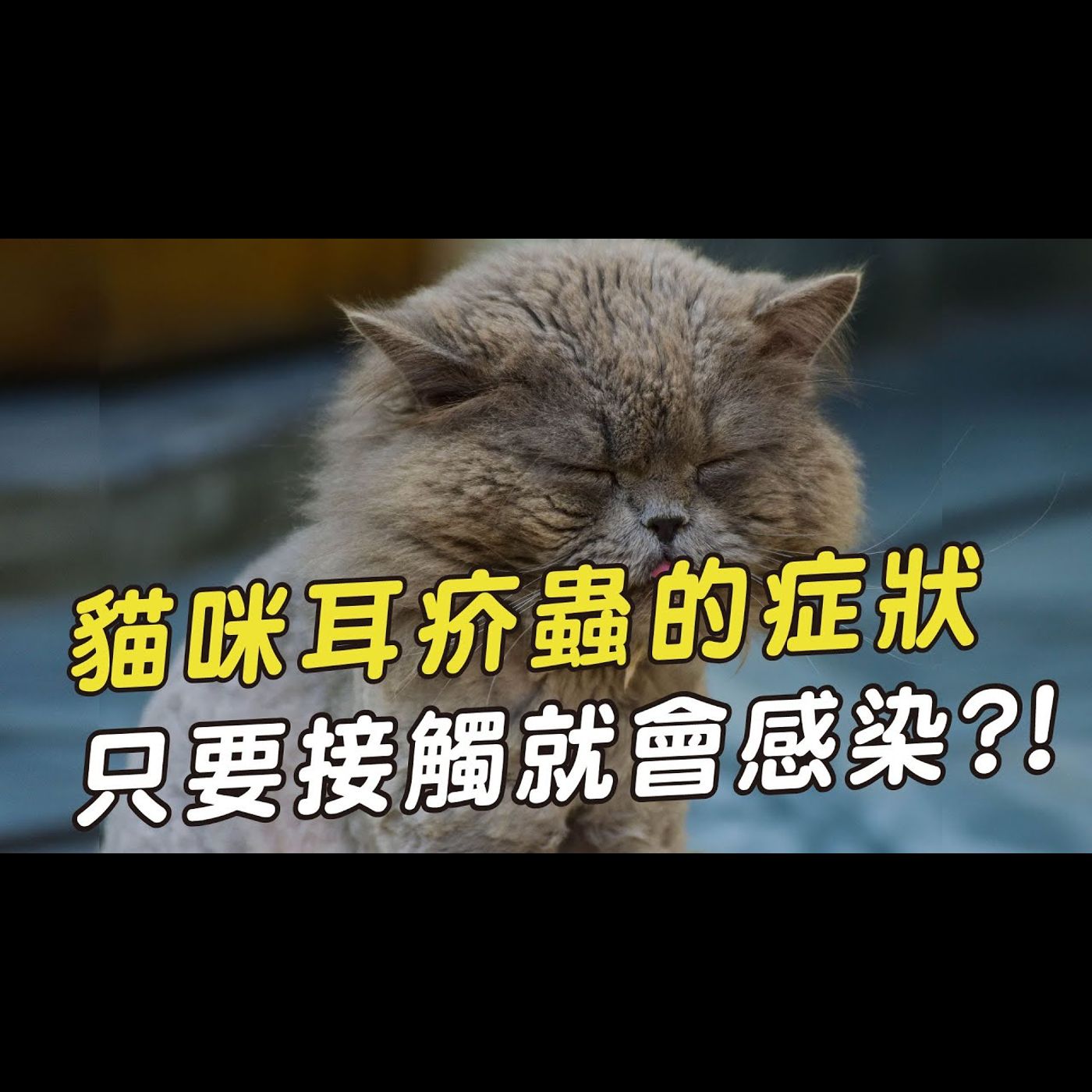 【獸醫這樣說🧐】貓咪耳疥蟲的常見症狀│愛寶寵新知 AIPAWs X 保健知識家
