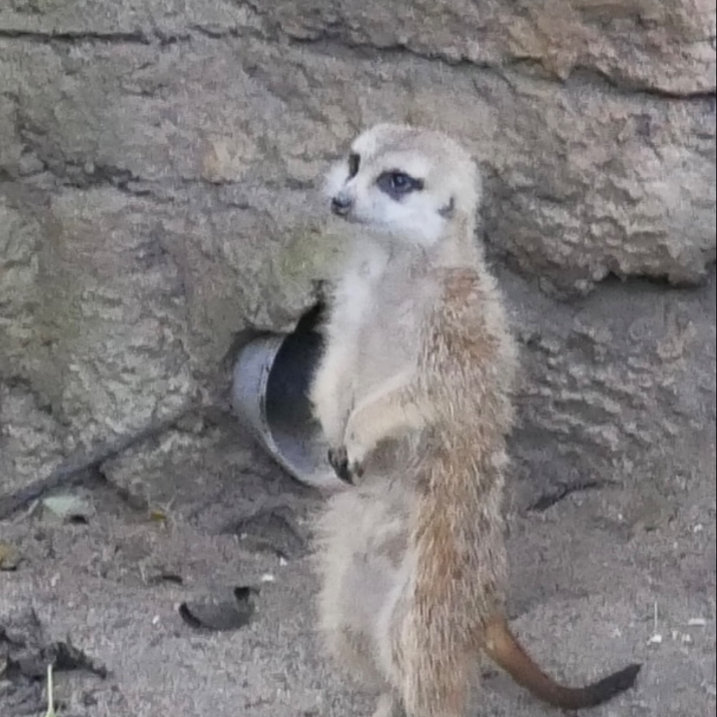 Meerkat