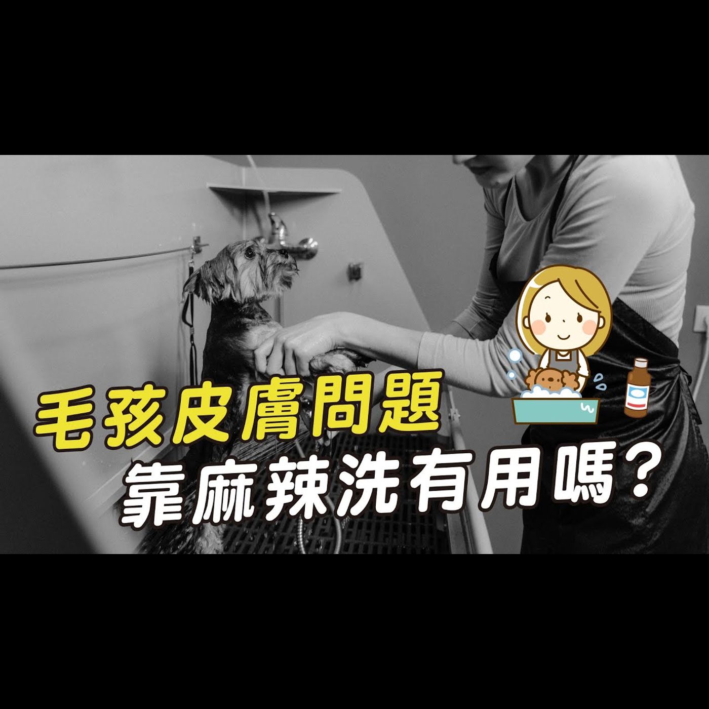 【獸醫這樣說🧐】皮膚問題靠麻辣洗真的有用嗎?│愛寶寵新知 AIPAWs X 保健知識家