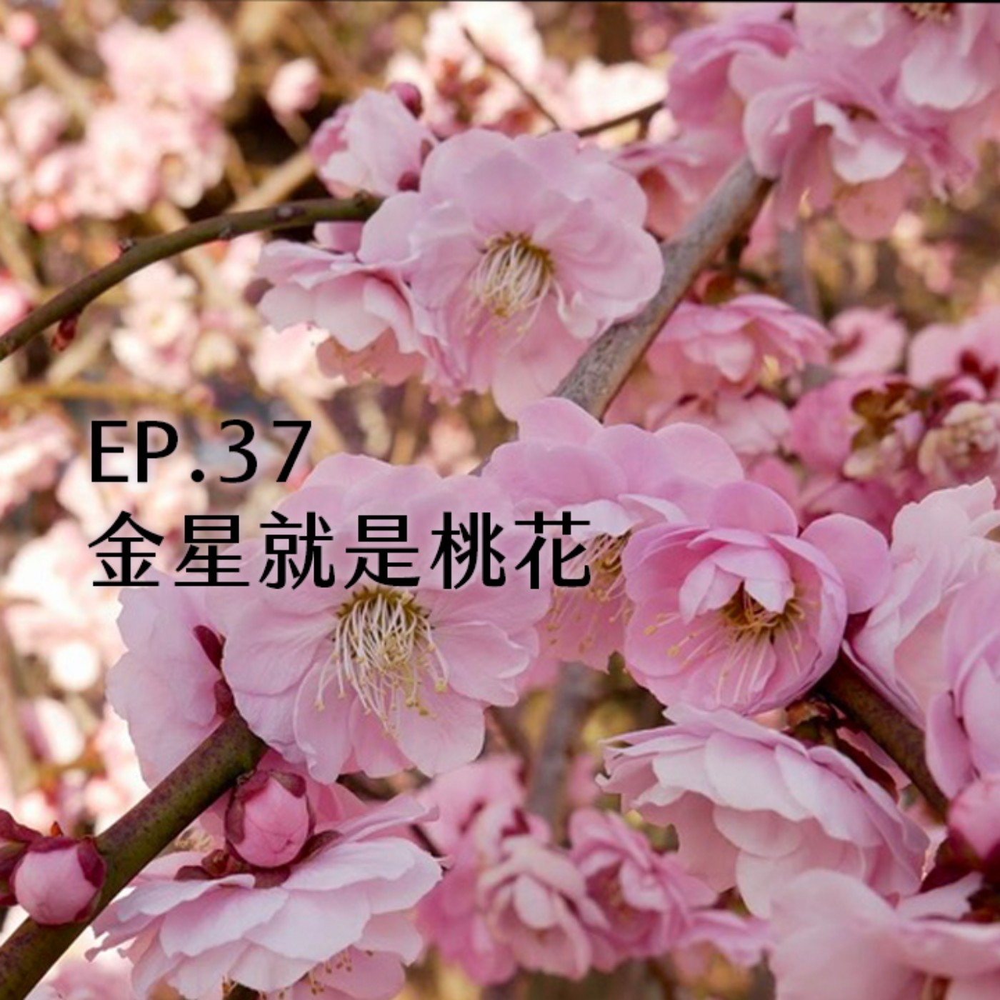 EP.37 金星就是桃花