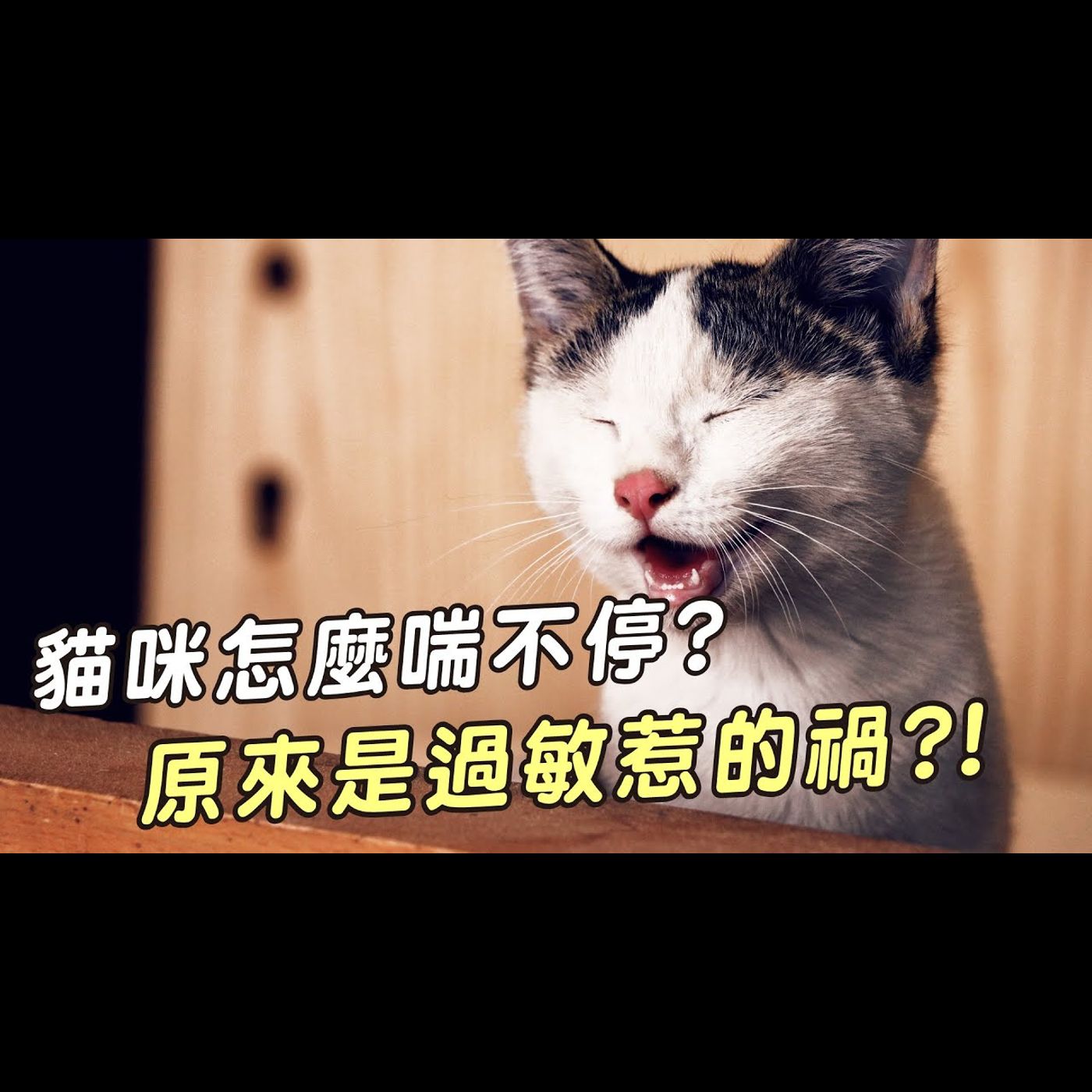 【獸醫這樣說🧐】貓咪為什麼會氣喘?│愛寶寵新知 AIPAWs X 保健知識家