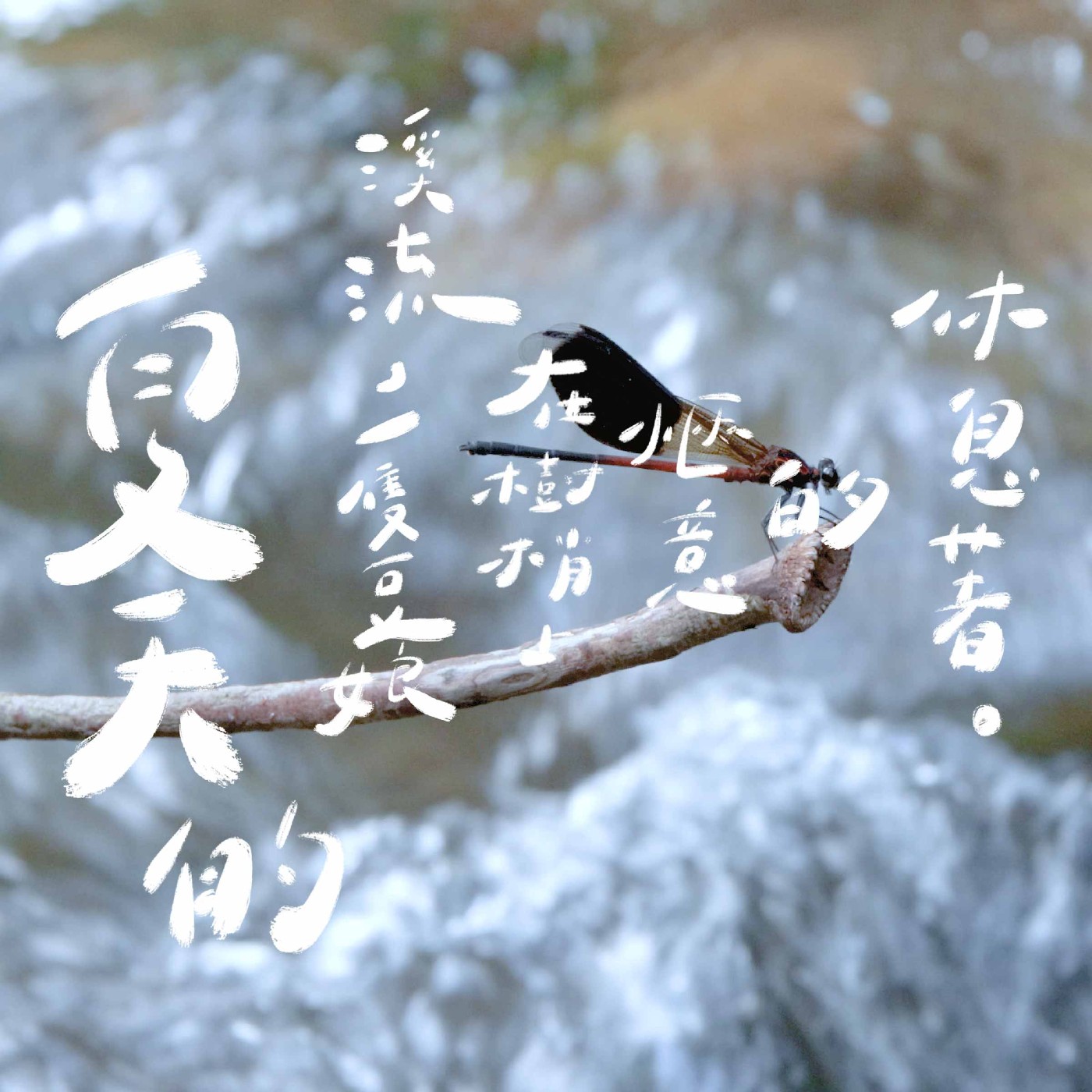 EP01 | 夏天的溪流,一隻豆娘在樹梢上愜意的休息著。
