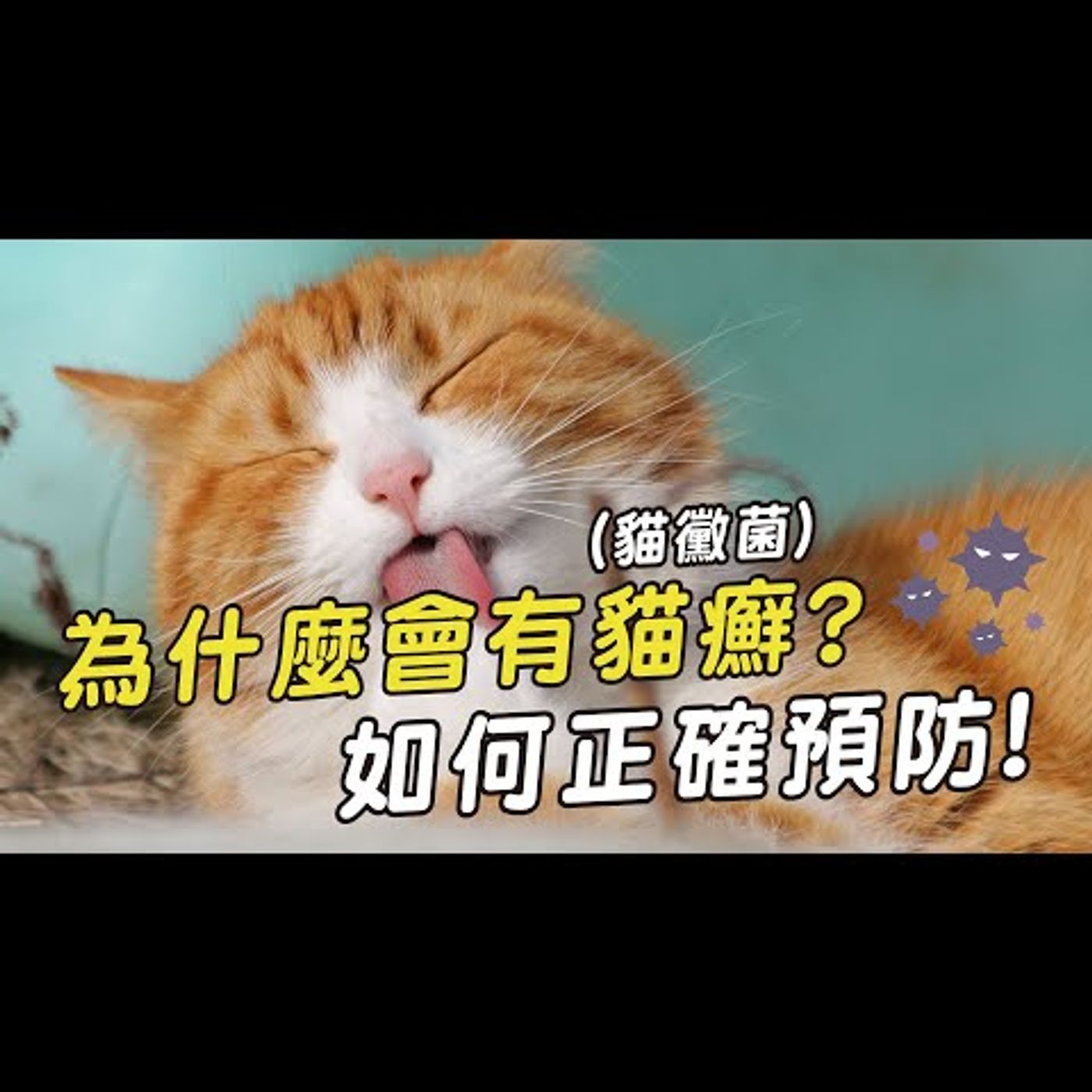 【獸醫這樣說🧐】為什麼貓咪會感染貓癬?│愛寶寵新知 AIPAWs X 保健知識家