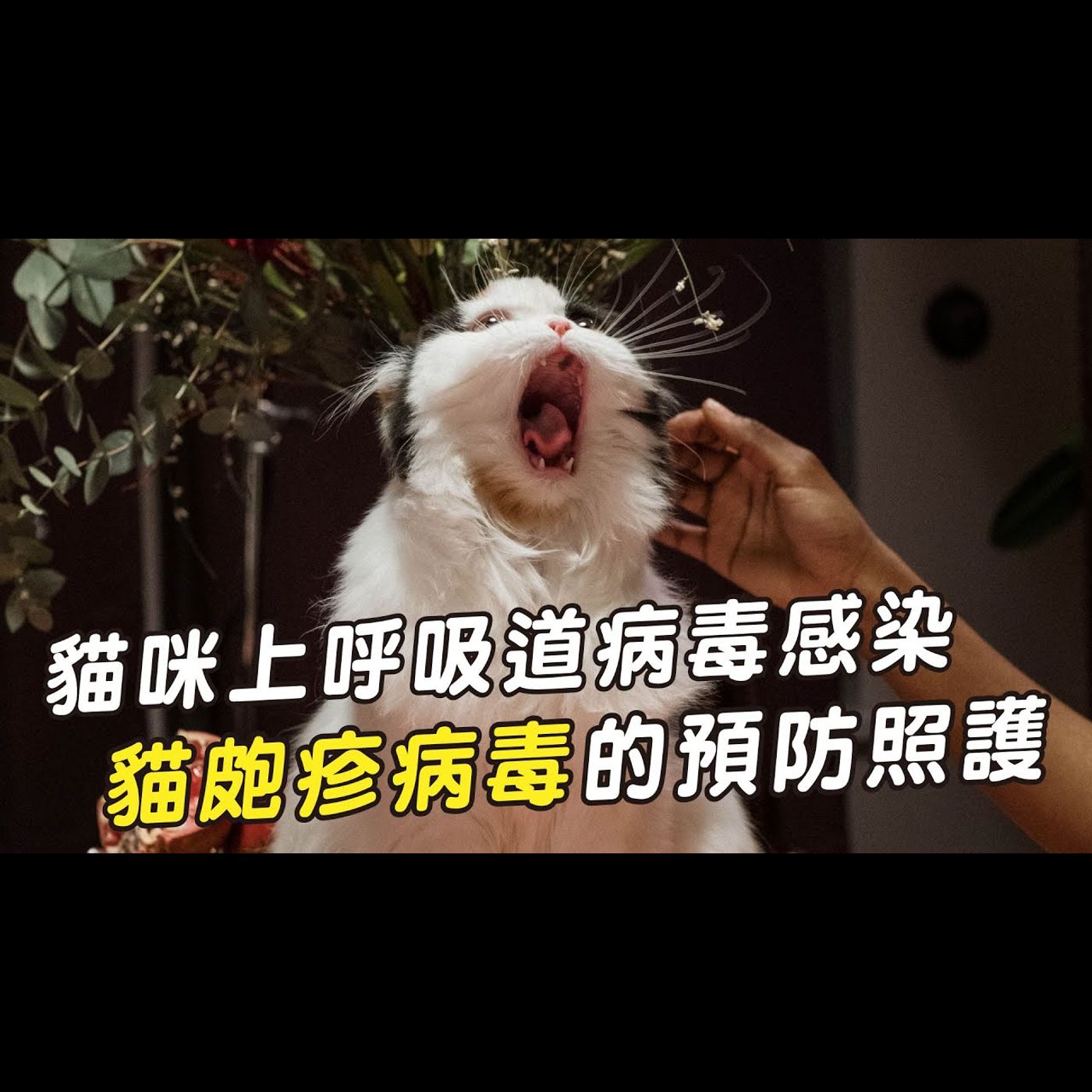 【獸醫這樣說🧐】貓皰疹病毒是什麼?│愛寶寵新知 AIPAWs X 保健知識家
