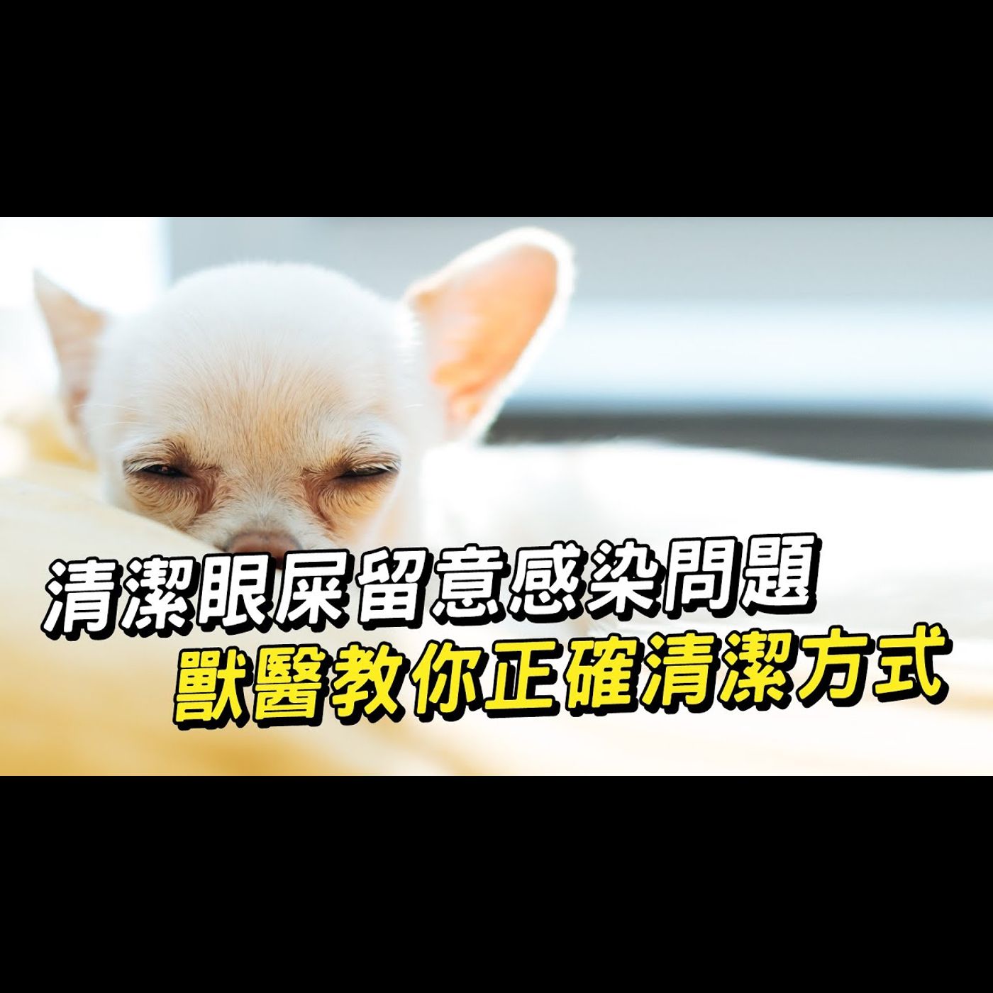 【獸醫這樣說🧐】教你正確清潔毛孩眼屎│愛寶寵新知 AIPAWs X 保健知識家