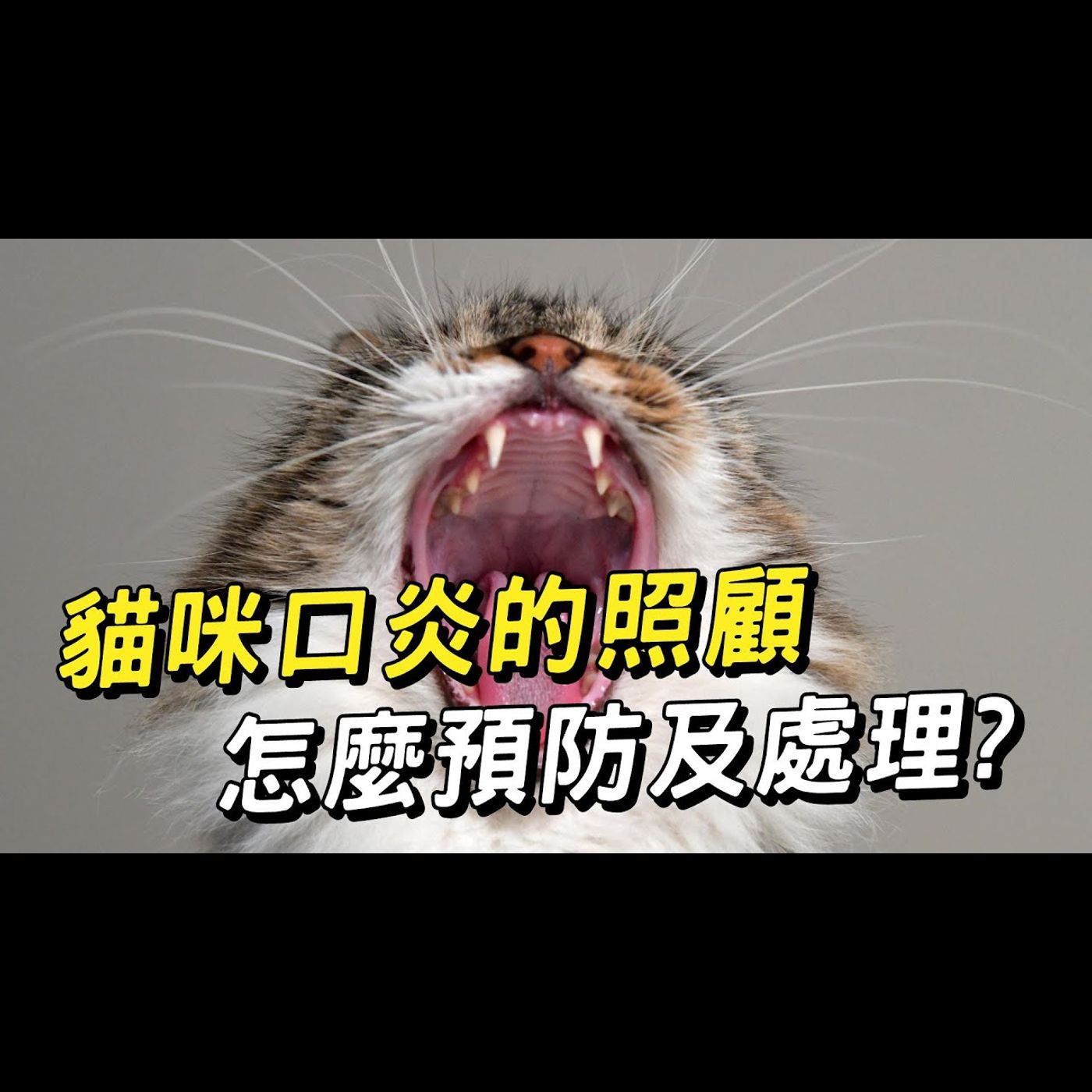 【獸醫這樣說🧐】貓咪口炎的照護與預防│愛寶寵新知 AIPAWs X 保健知識家
