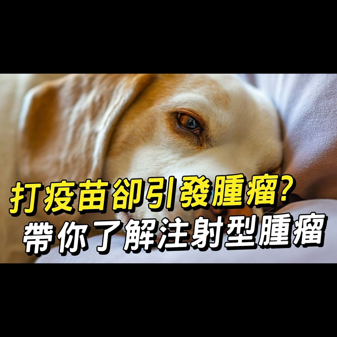 【獸醫這樣說🧐】什麼是注射型腫瘤?│愛寶寵新知 AIPAWs X 保健知識家