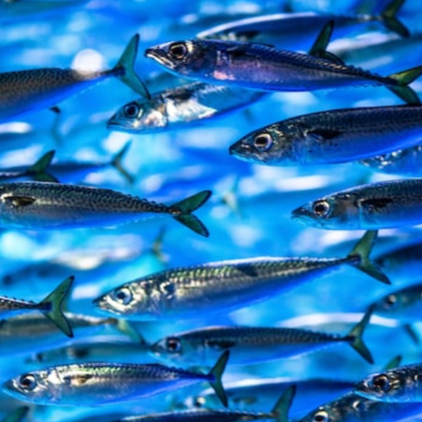 猶太小故事EP79-如何讓沙丁魚一直保持活躍,不會悶死呢?這就是一個挪威老漁夫的智慧。 #努力才能前進,懶惰只會退步