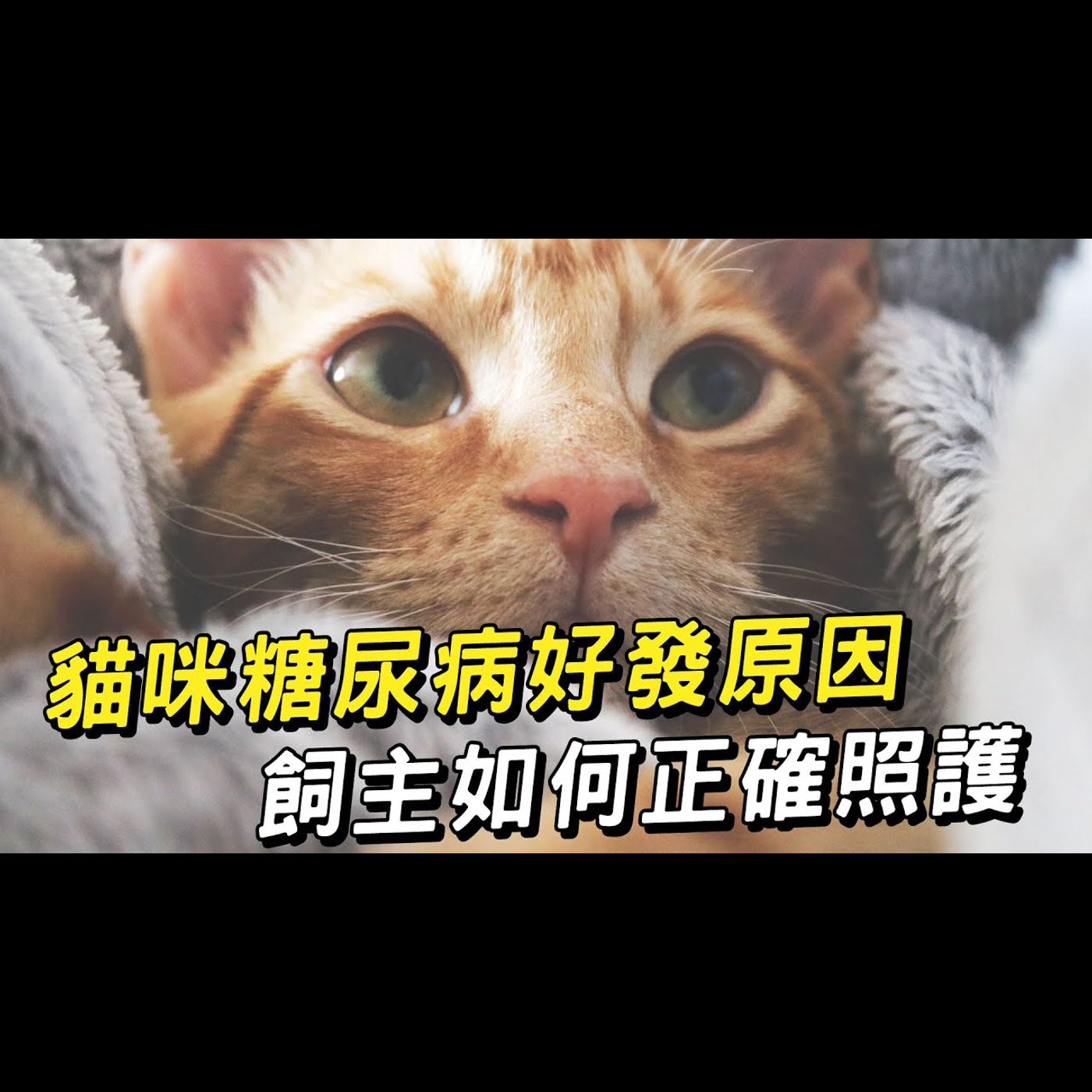 【獸醫這樣說🧐】貓咪糖尿病的好發原因│愛寶寵新知 AIPAWs X 保健知識家