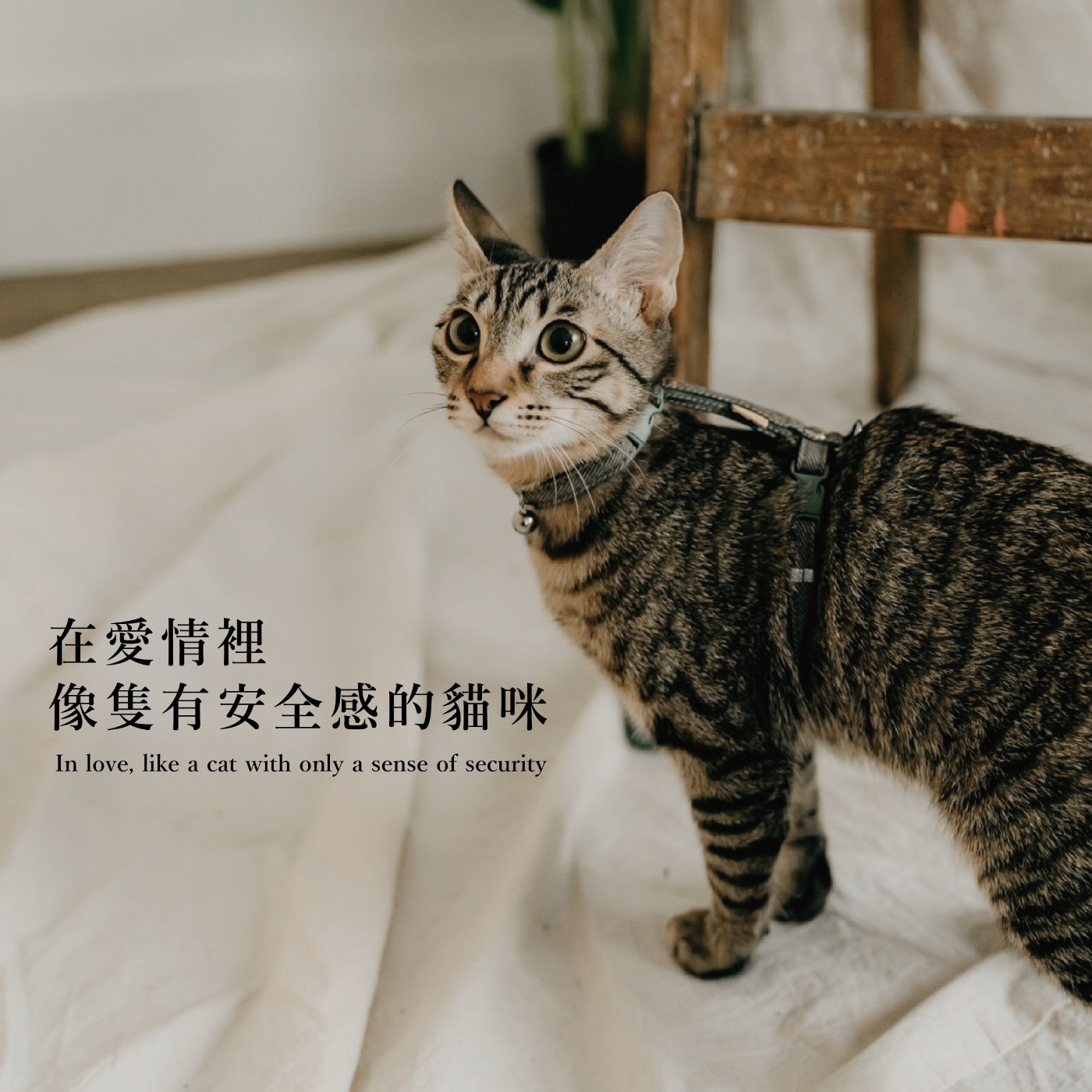 【愛情故事】在愛情裡，像隻有安全感的貓咪 episode artwork