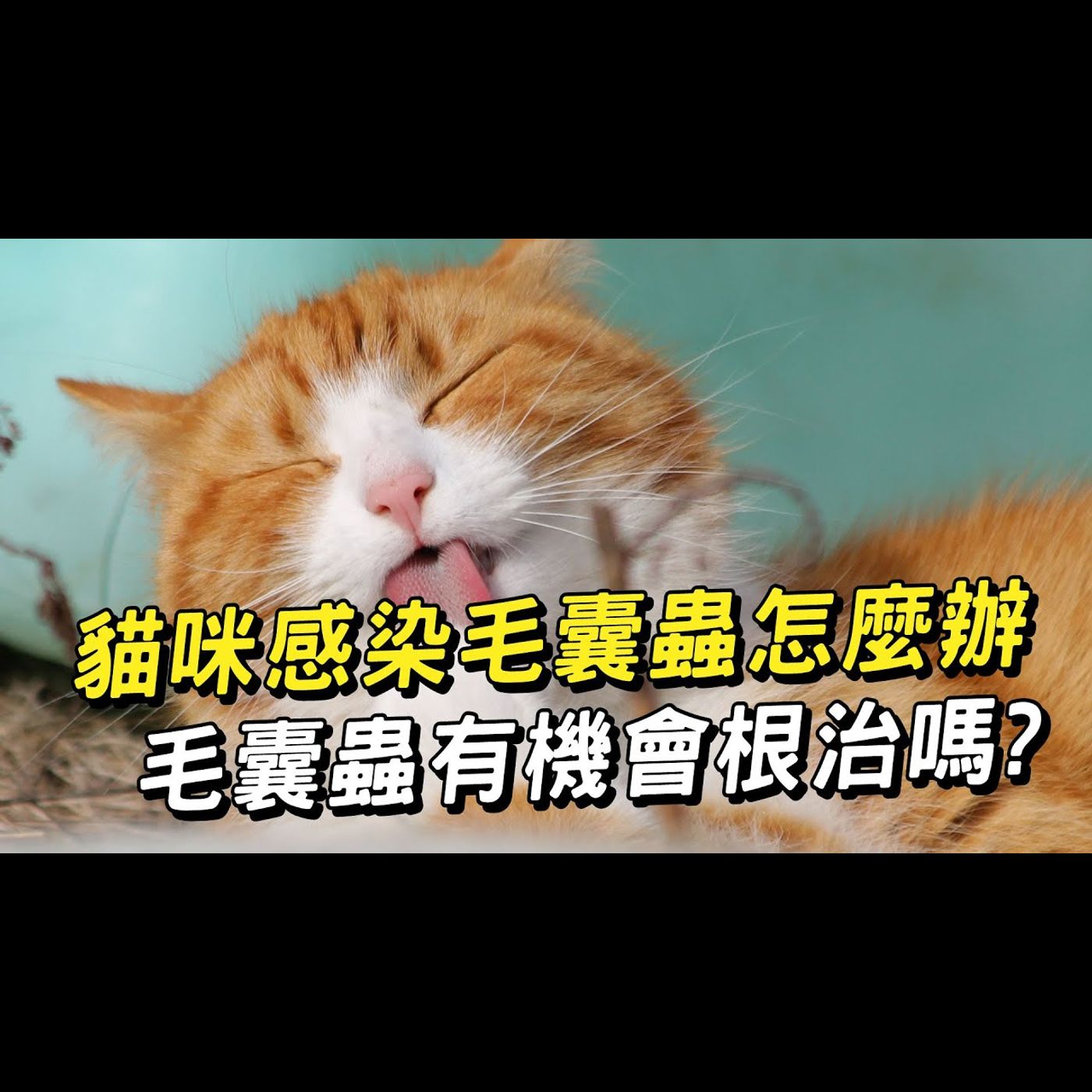 【獸醫這樣說🧐】貓咪感染毛囊蟲怎麼辦?│愛寶寵新知 AIPAWs X 保健知識家