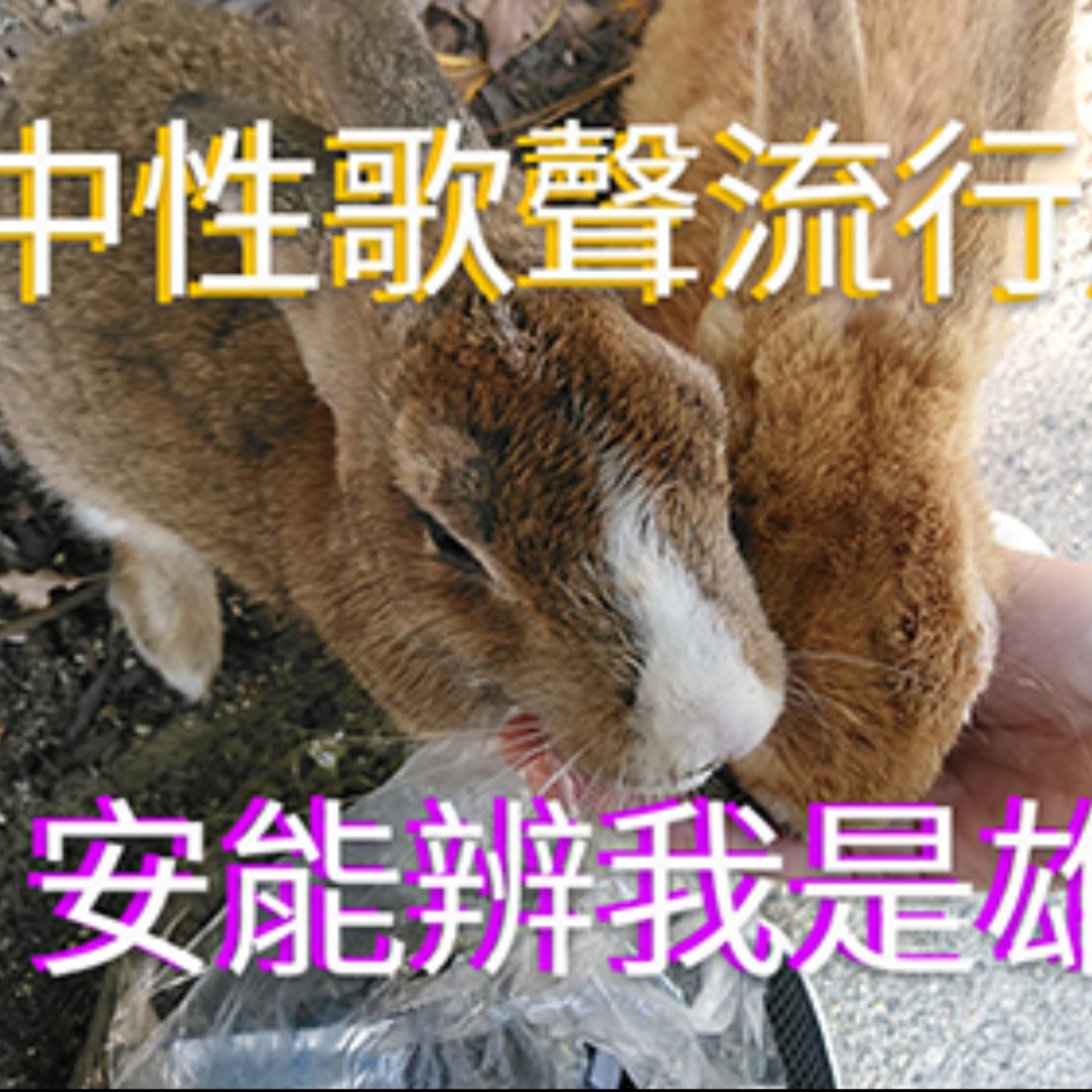 黏tt獨立音樂筆記《第二十四集：中性歌聲流行風潮分析》