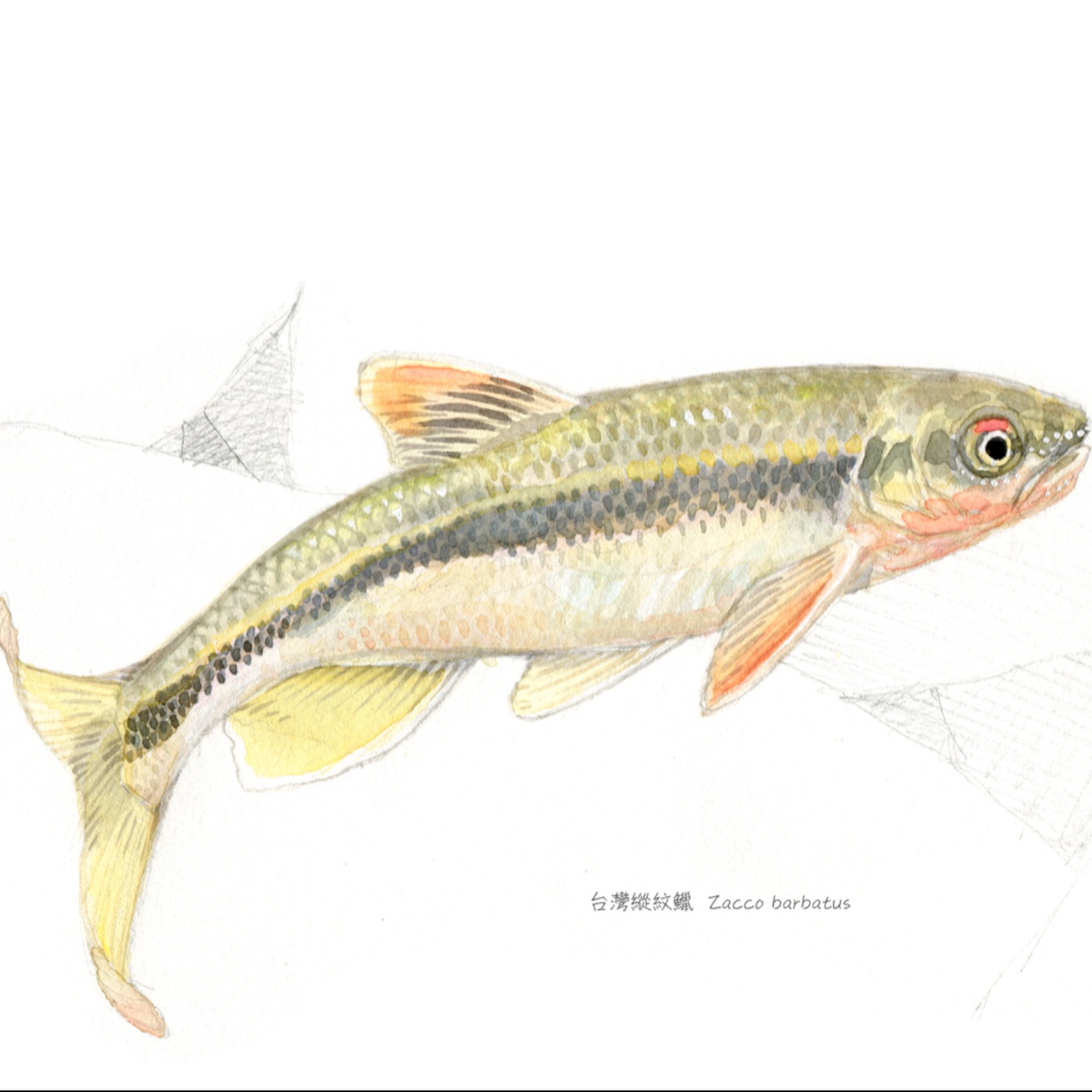 EP69 寄生植物的秘密生活＋讓我們看魚去(上) episode artwork