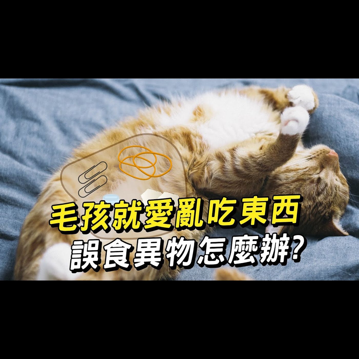 【獸醫這樣說🧐】毛孩誤食異物怎麼辦?│愛寶寵新知 AIPAWs X 保健知識家