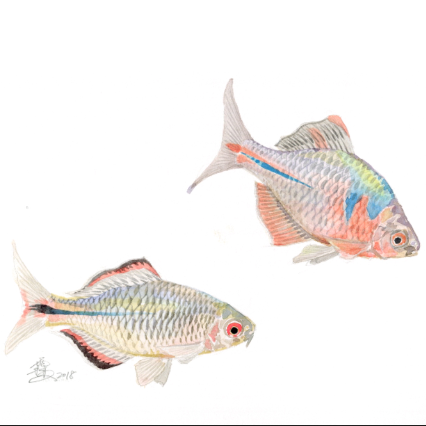 EP71 撞到月亮的樹 / 讓我們看魚去(下) episode artwork