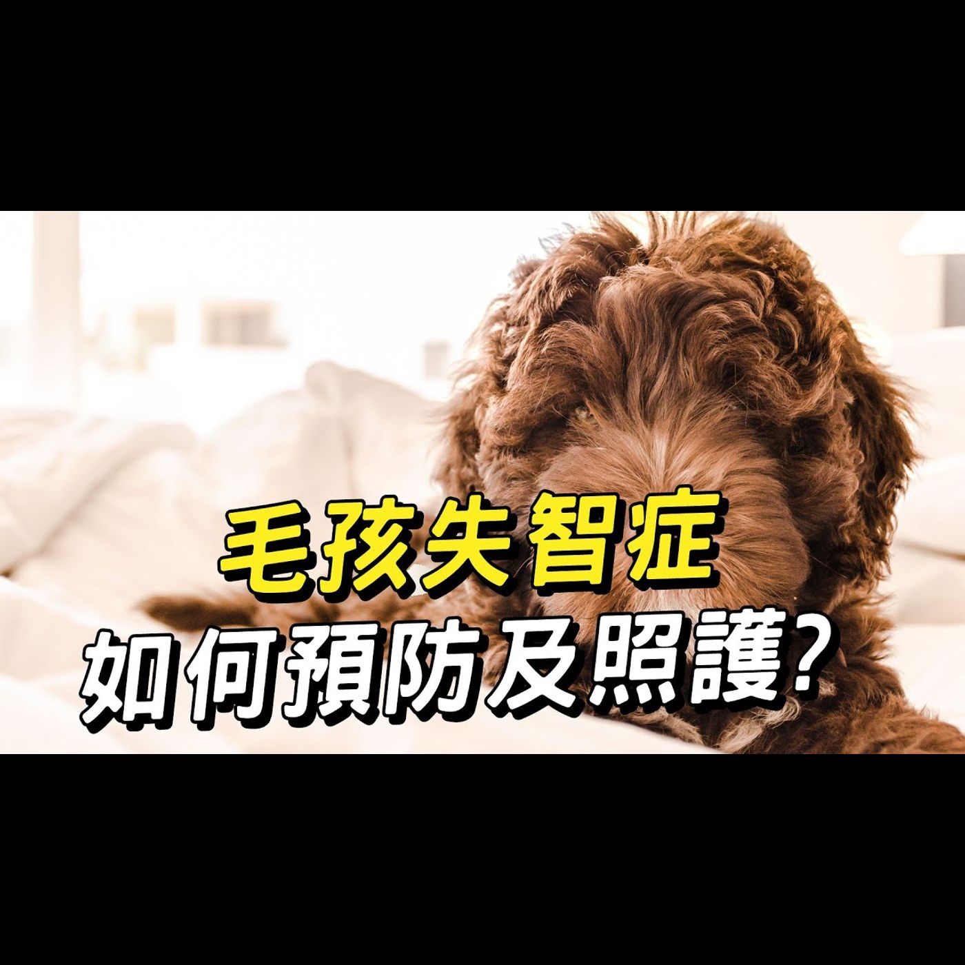 【獸醫這樣說🧐】毛孩失智症如何預防及照護?│愛寶寵新知 AIPAWs X 保健知識家