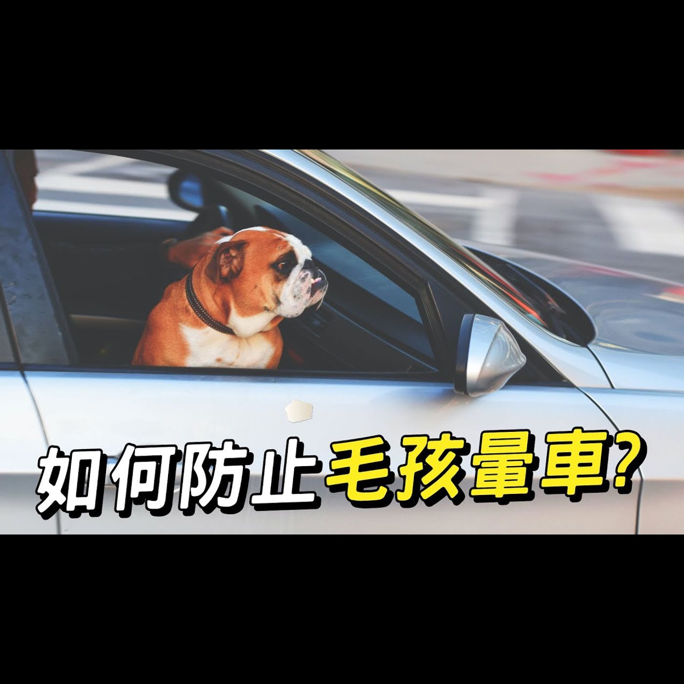 【獸醫這樣說🧐】如何防止毛孩暈車│愛寶寵新知 AIPAWs X 保健知識家